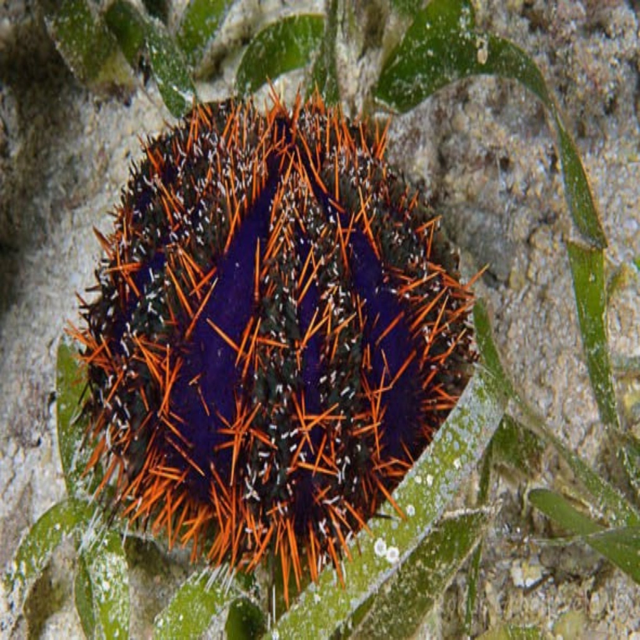 Orange Line Urchin