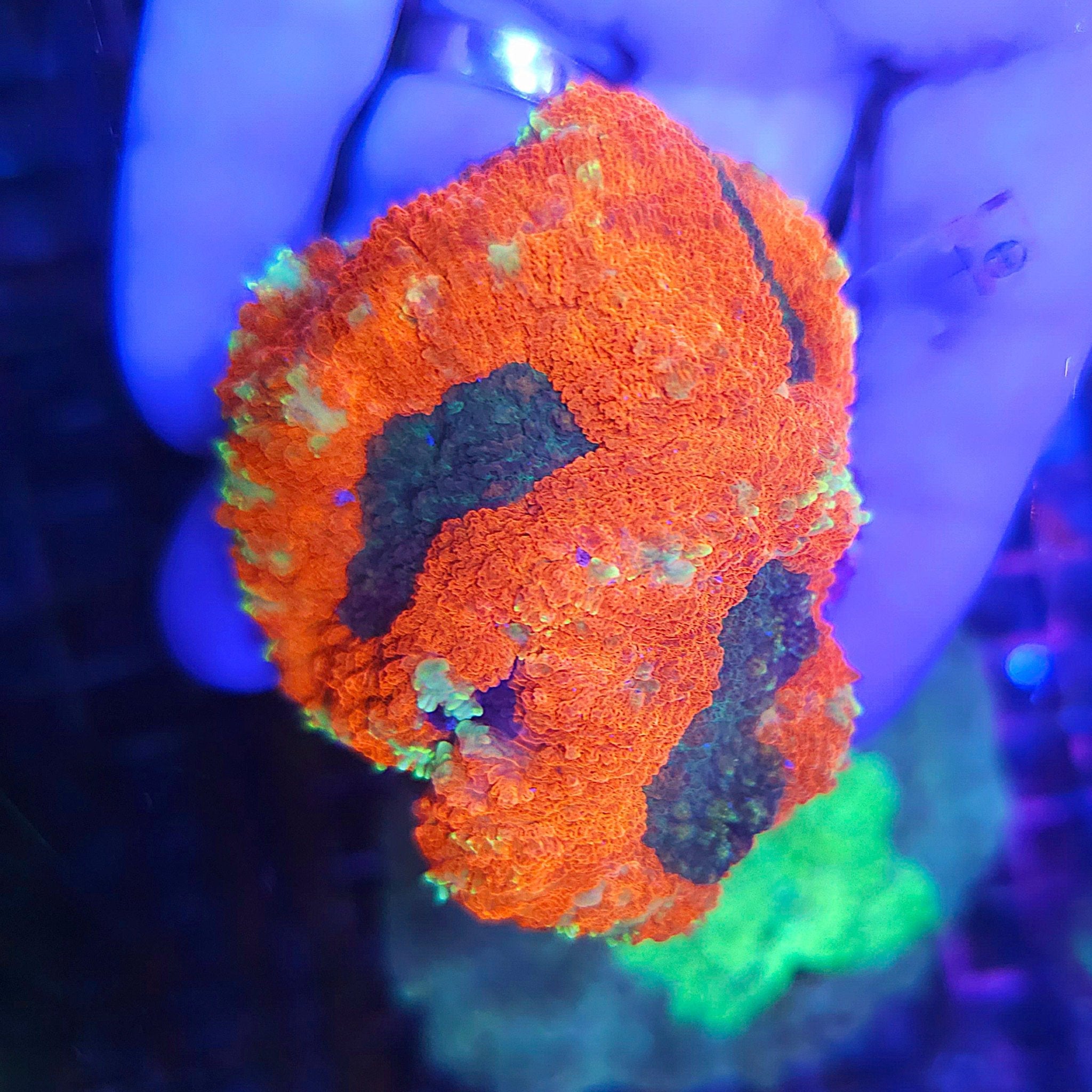 Orange Sunrise Lobophyllia