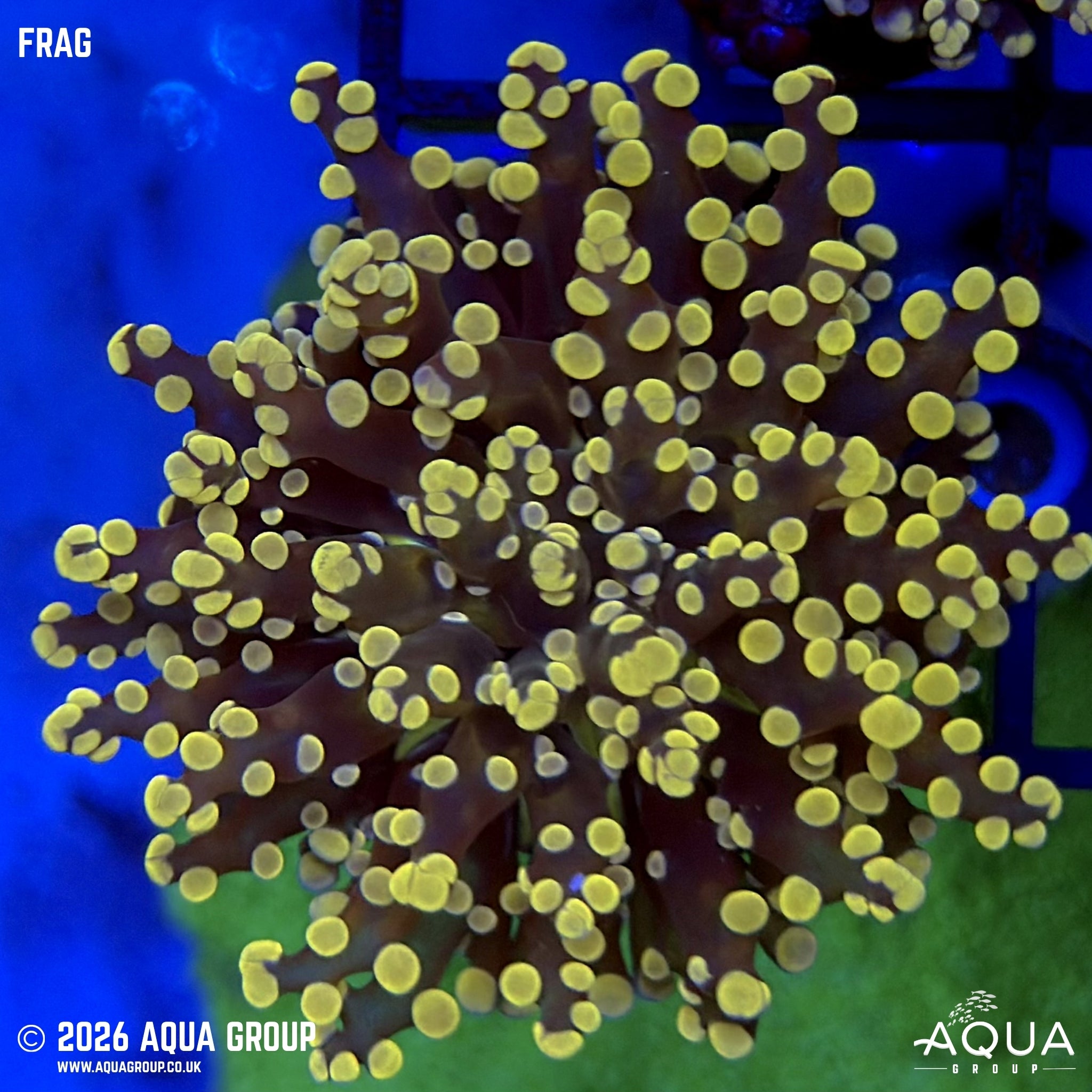 Orange Branching Frogspawn - Euphyllia divisa