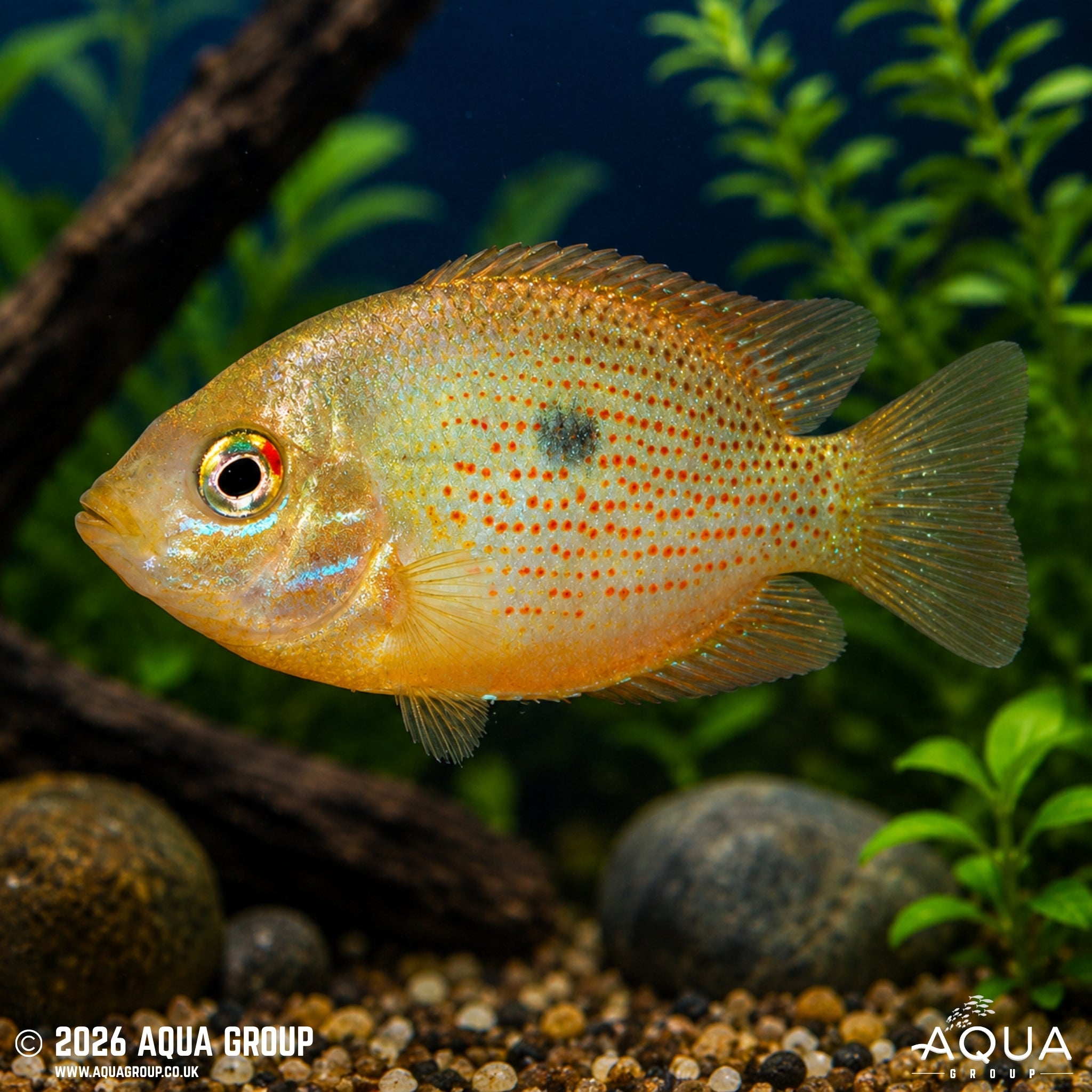 Orange Chromide Cichlid - Etroplus maculatus