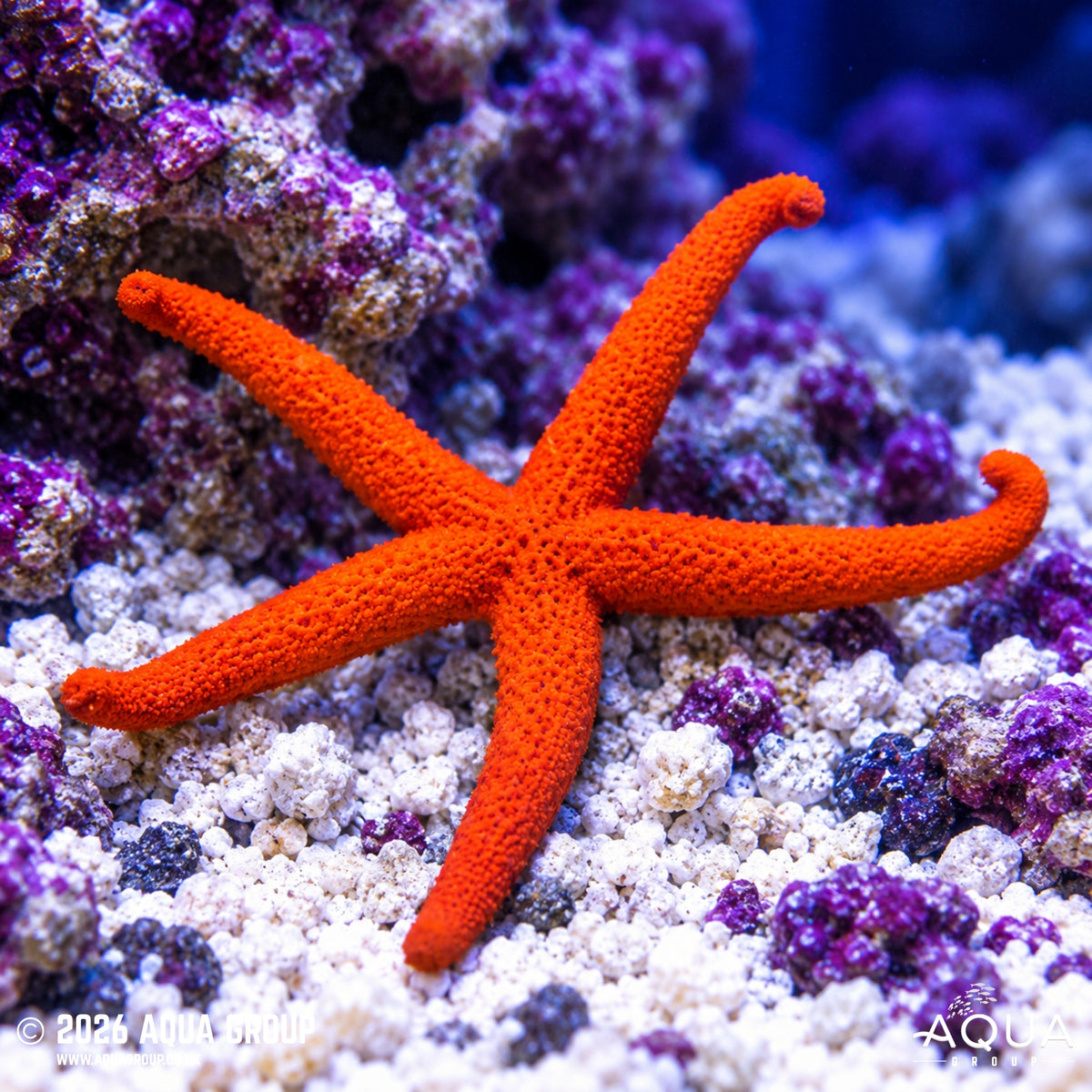 Orange Finger Starfish - Echinaster
