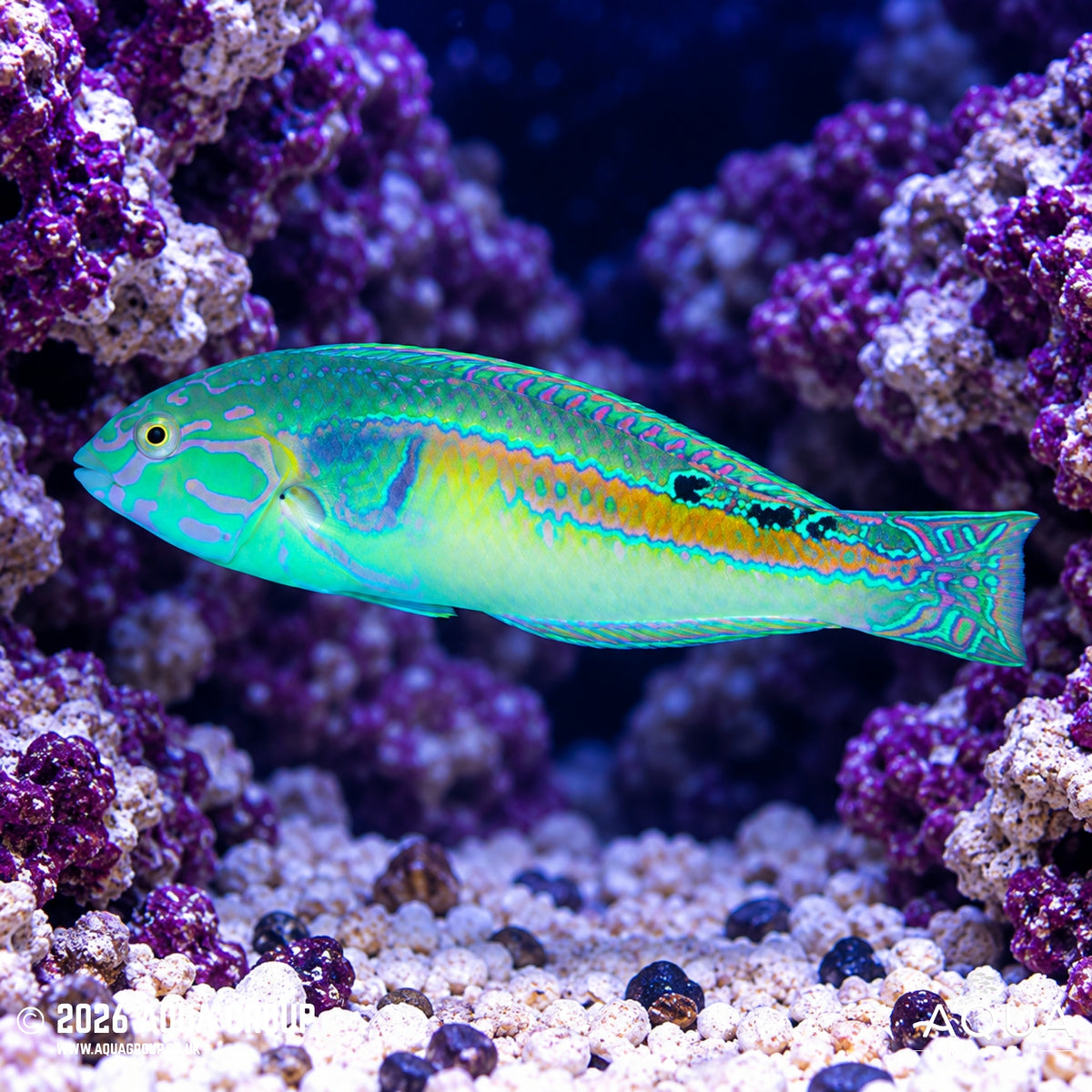 Orange Lined Wrasse - Halichoeres hartzfeldii