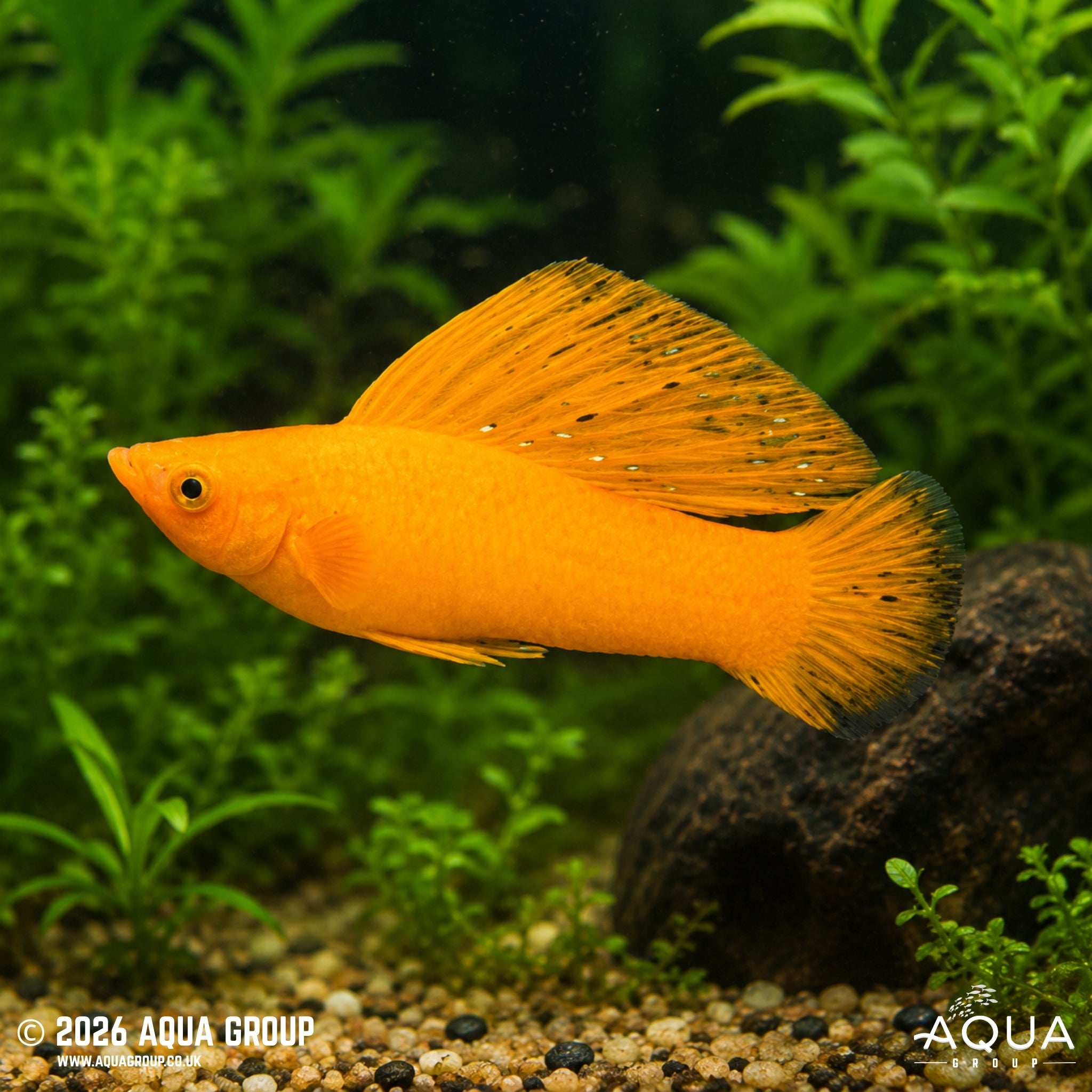Orange Sailfin Molly - Poecillia latipinna