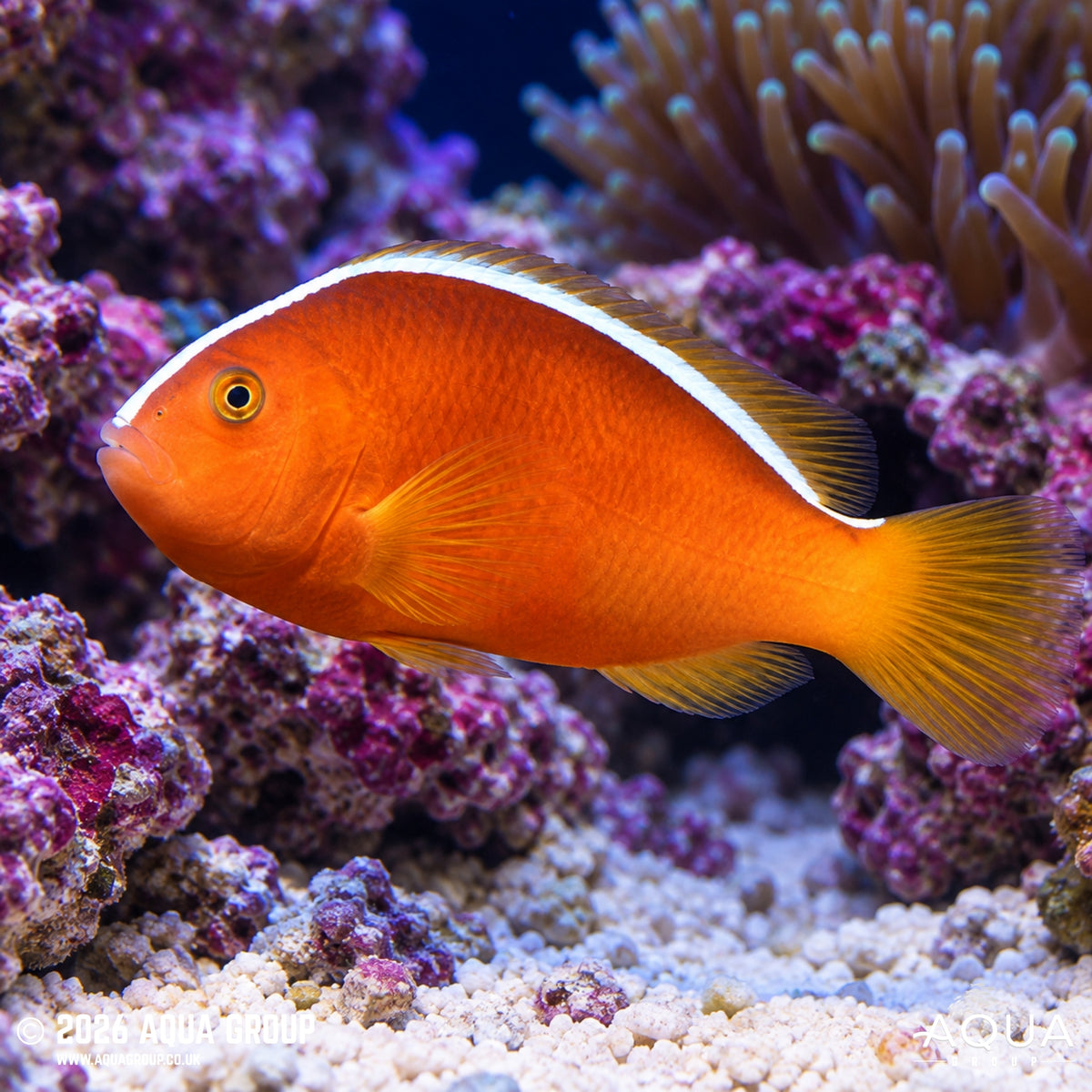Orange Skunk Clown - Amphiprion akallopisos
