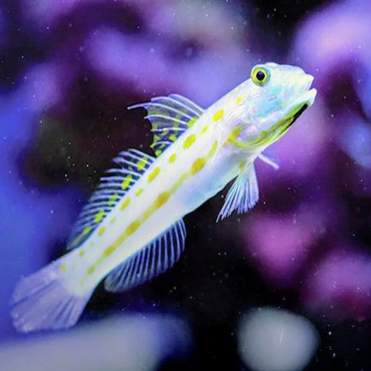 Orange Spot Goby