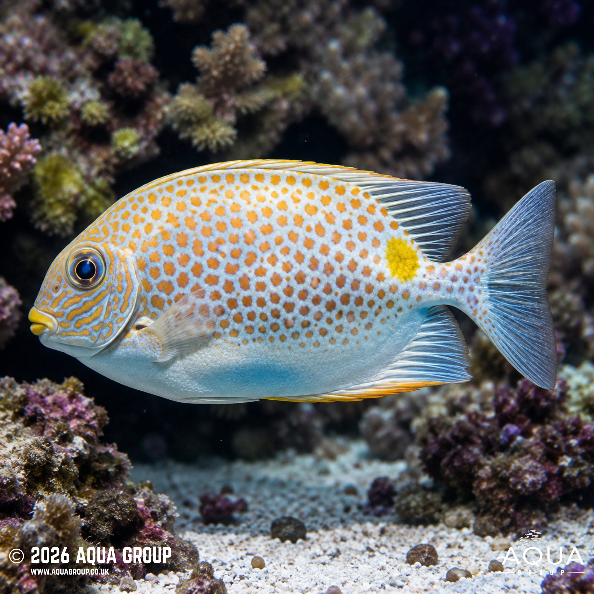 Orange Spotted Rabbitfish - Siganus guttatus - Aqua Group