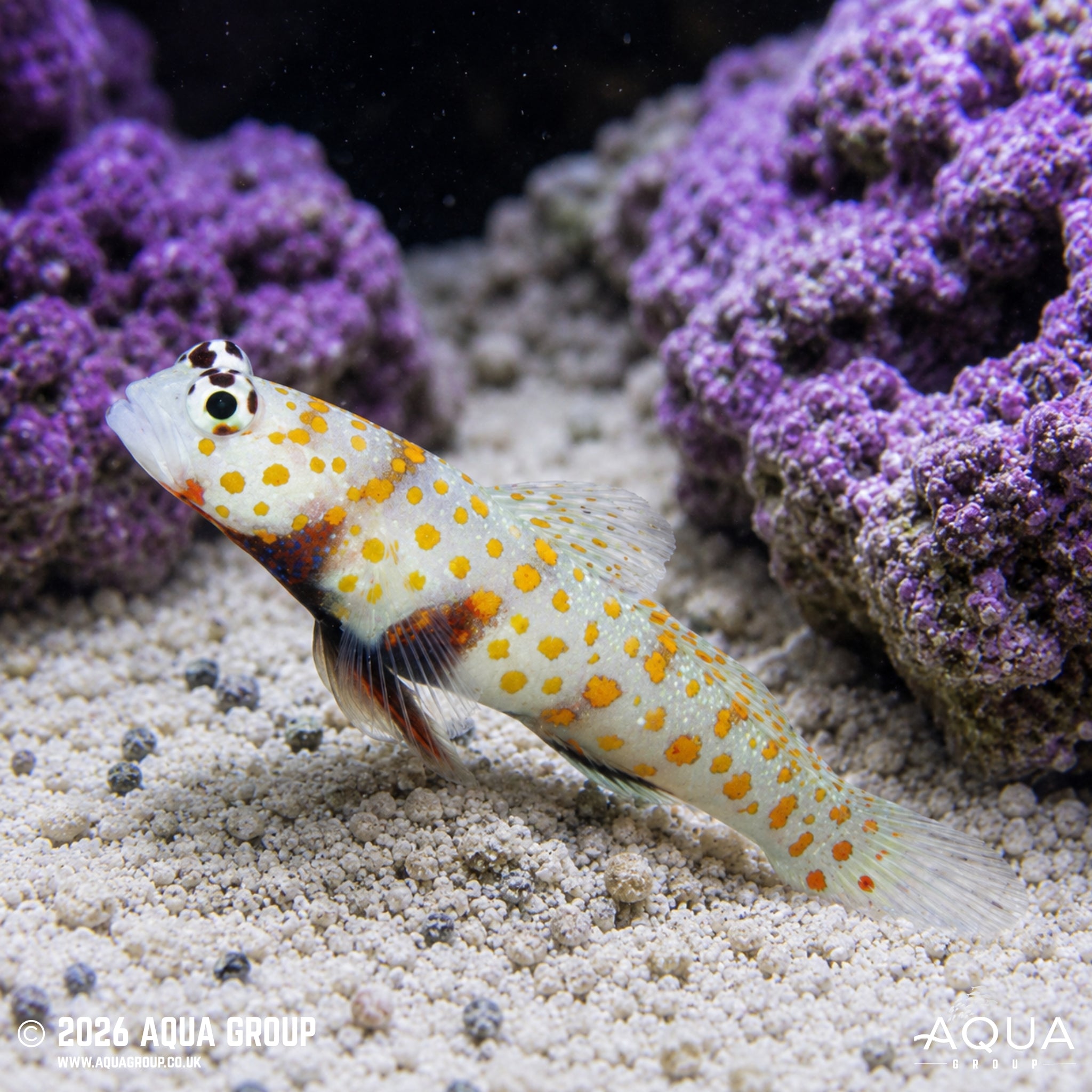 Orange Spotted Shrimp Goby - Amblyeleotris guttata