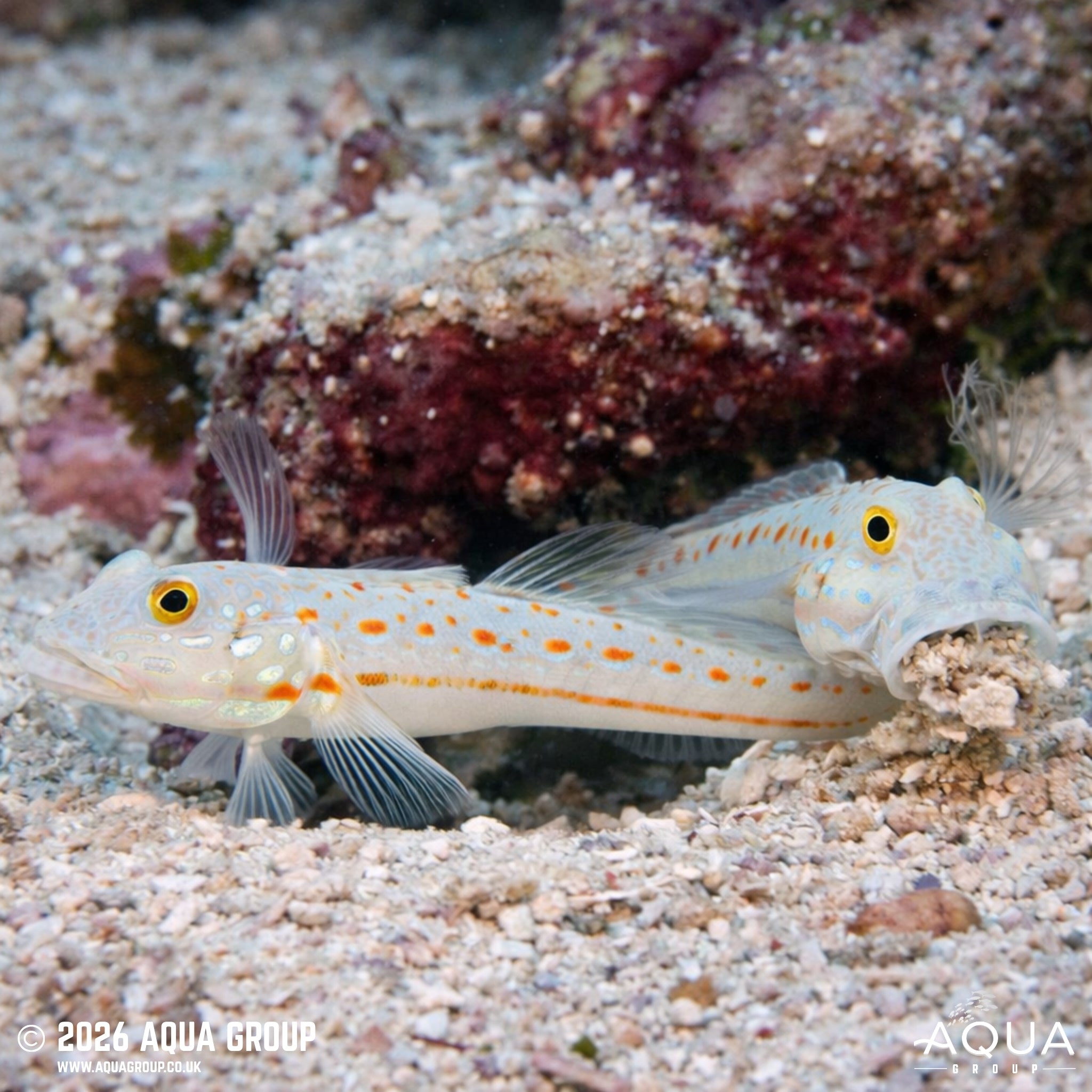 Orange Spot Goby - Valenciennea puellaris - Aqua Group