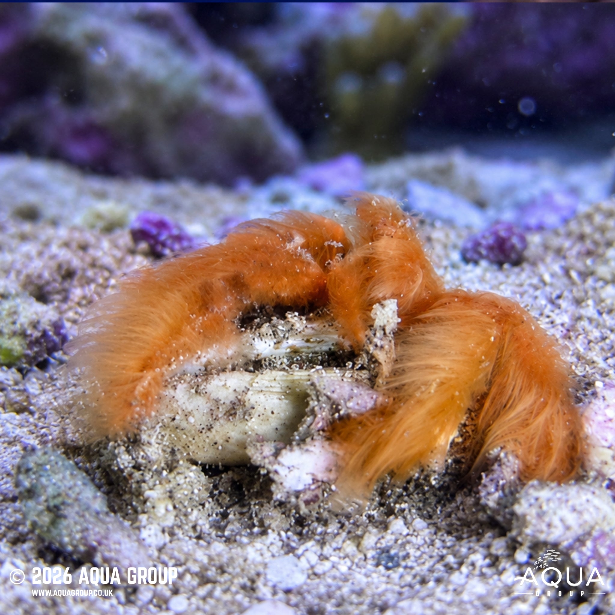 Orangutan Crab - Achaeus japonicus