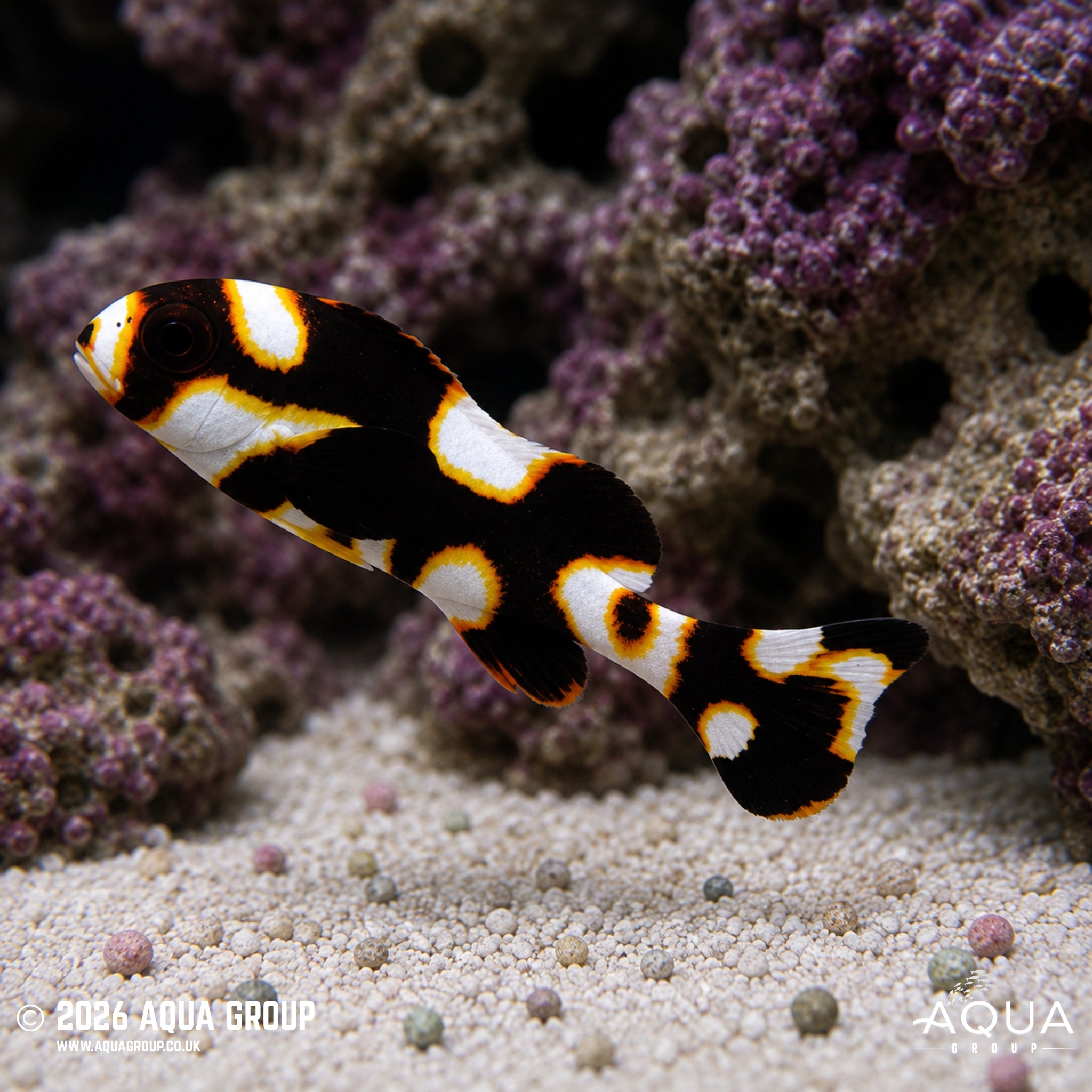 Oriental Sweetlips - Plectorhinchus orientalis - Aqua Group