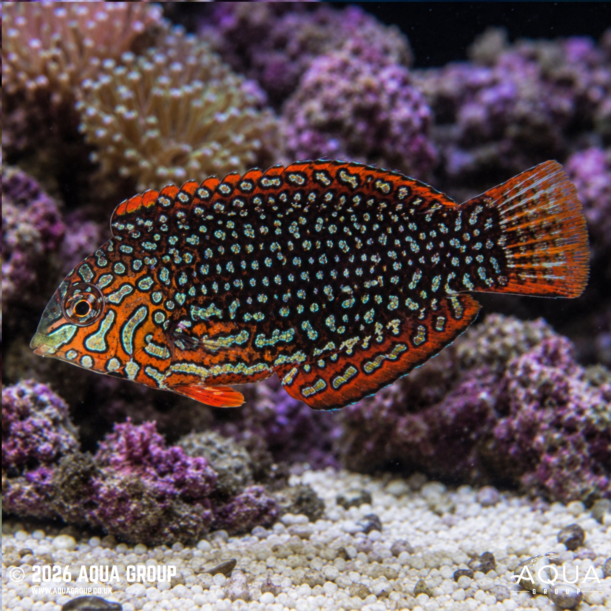 Ornate Leopard Wrasse - Macropharyngodon Ornatus - Aqua Group