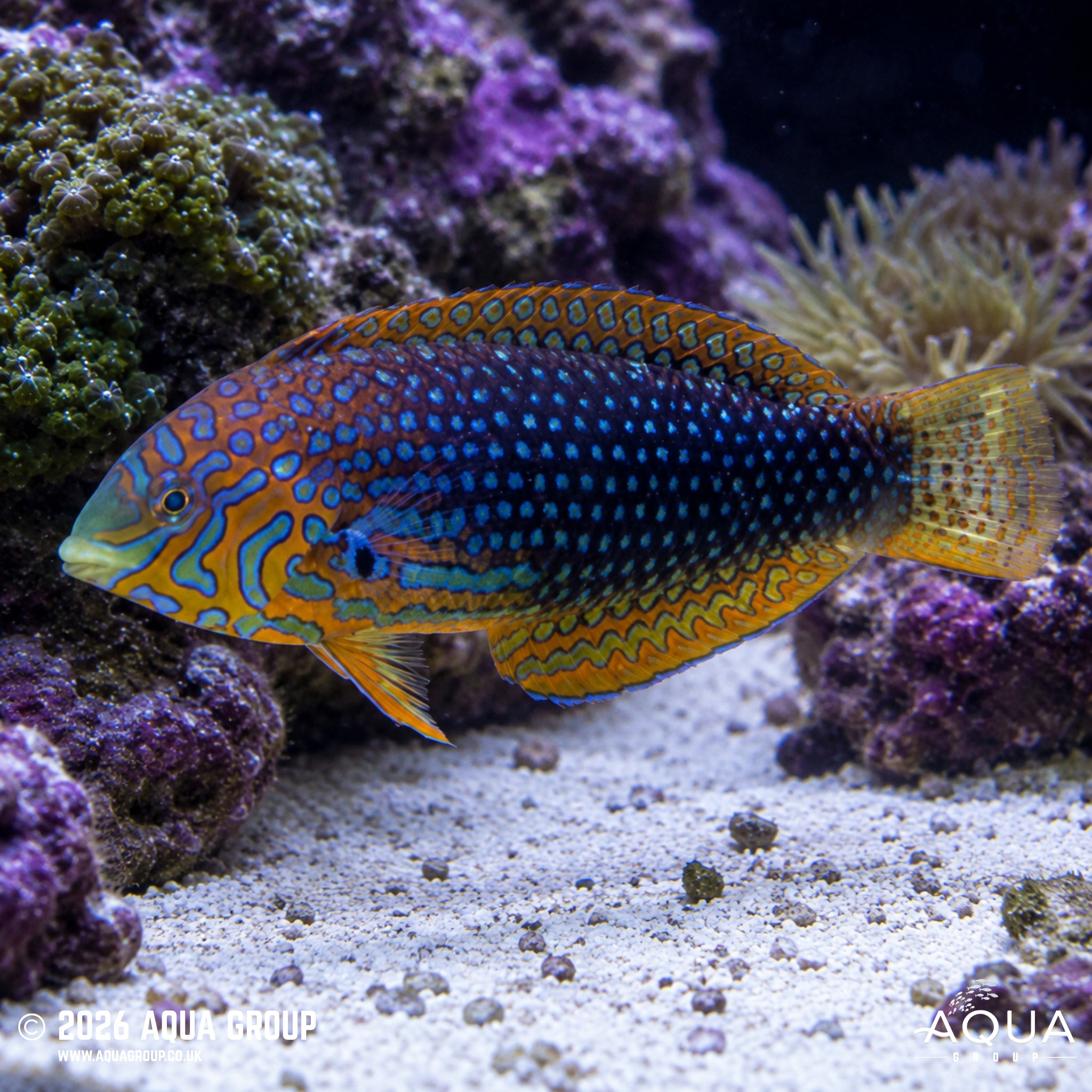 Ornate Leopard Wrasse - Macropharyngodon Ornatus - Aqua Group