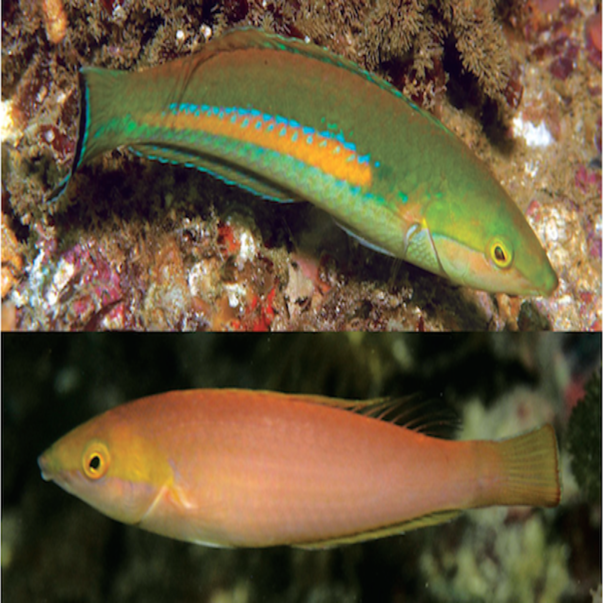 Polockarum Pencil Wrasse