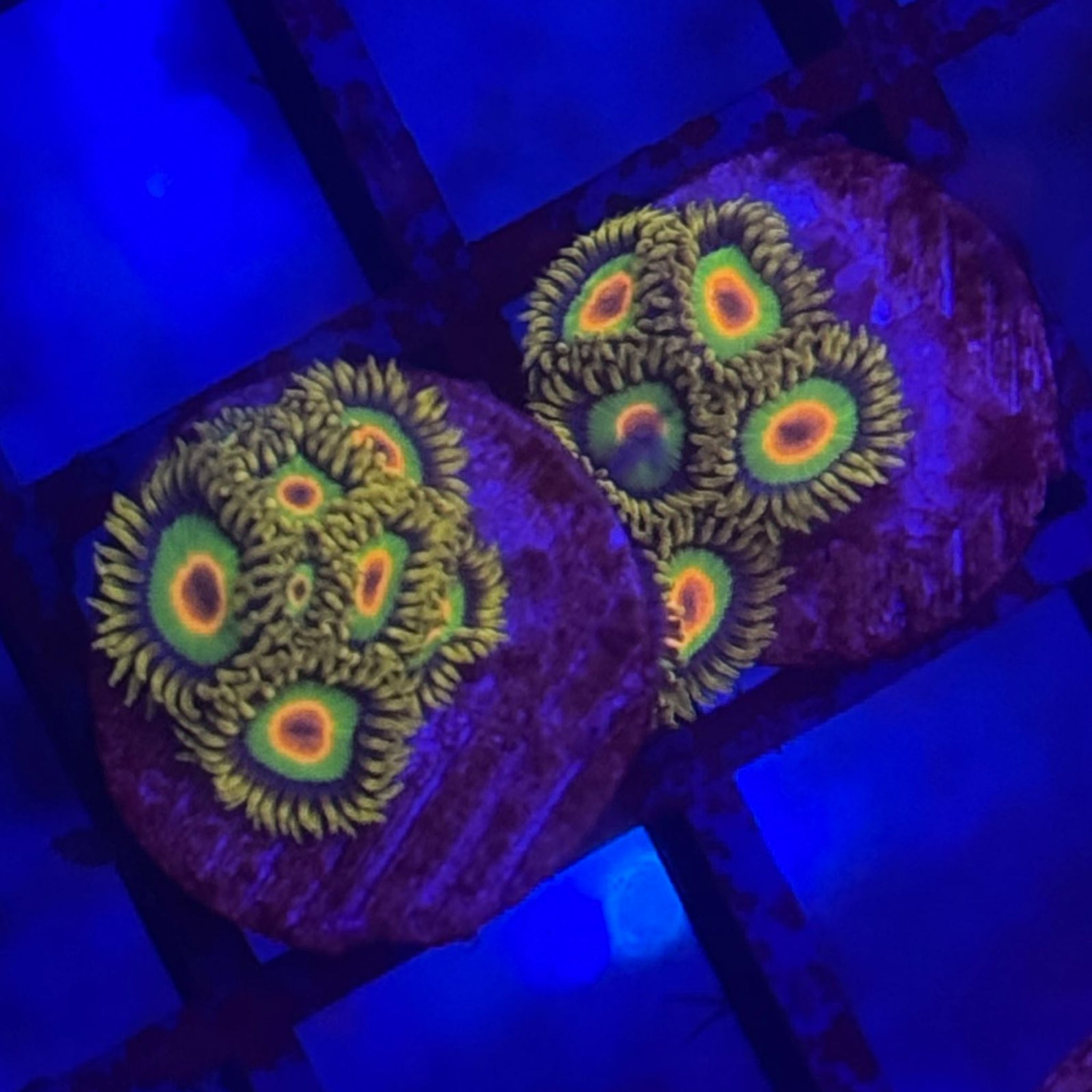 Rasta Zoa