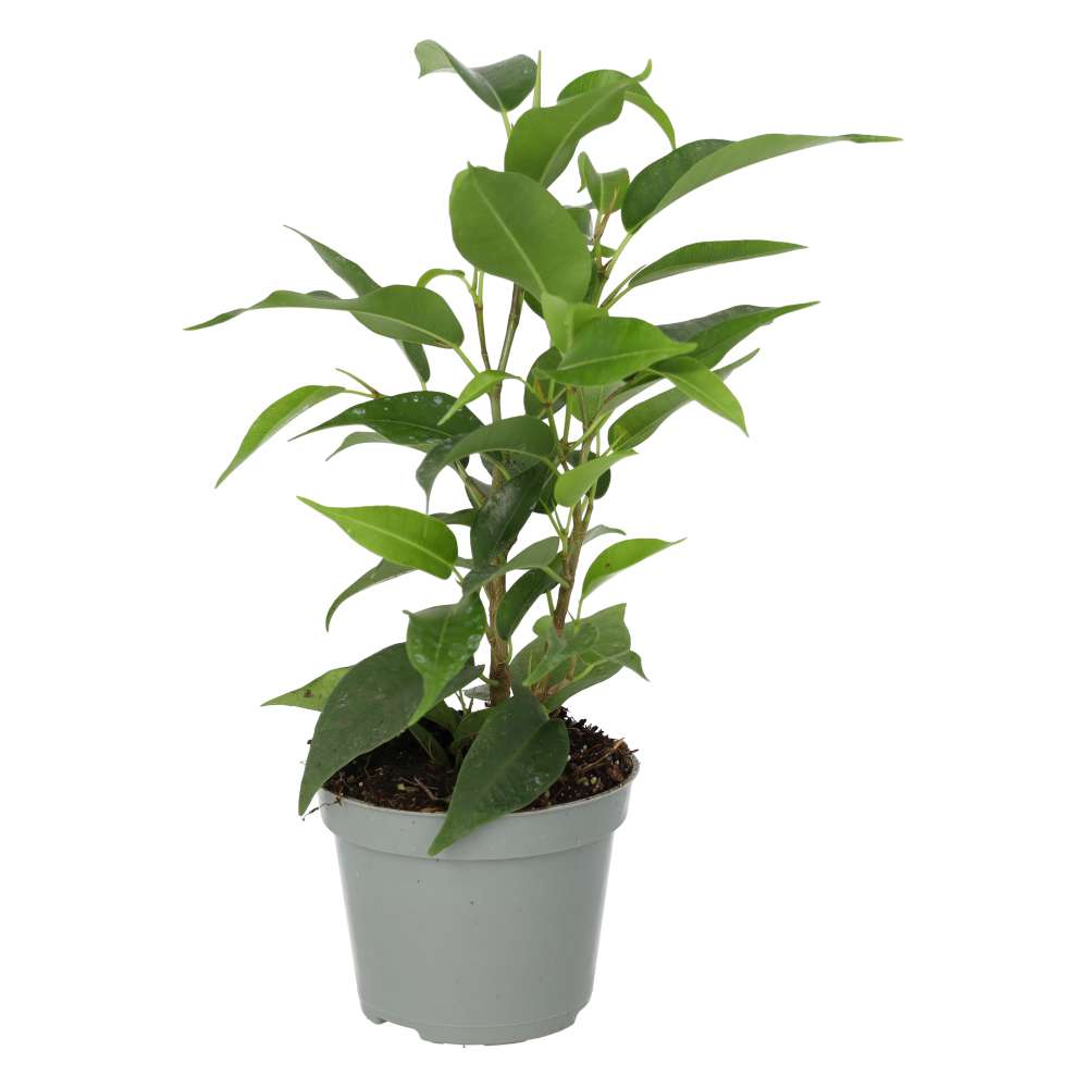 ProRep Live plant: Weeping Fig (Small)