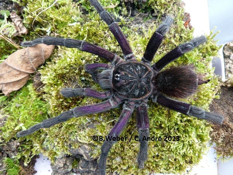 Pamphobeteus sp. “Cascada” 2cm