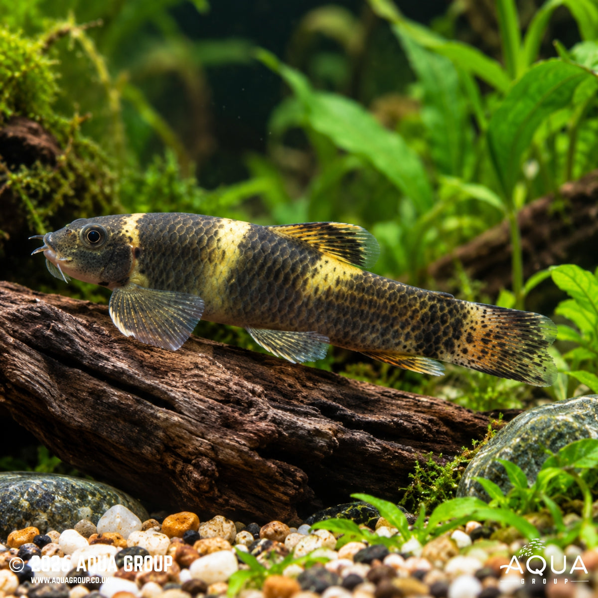 Panda Loach - Garra flavatra