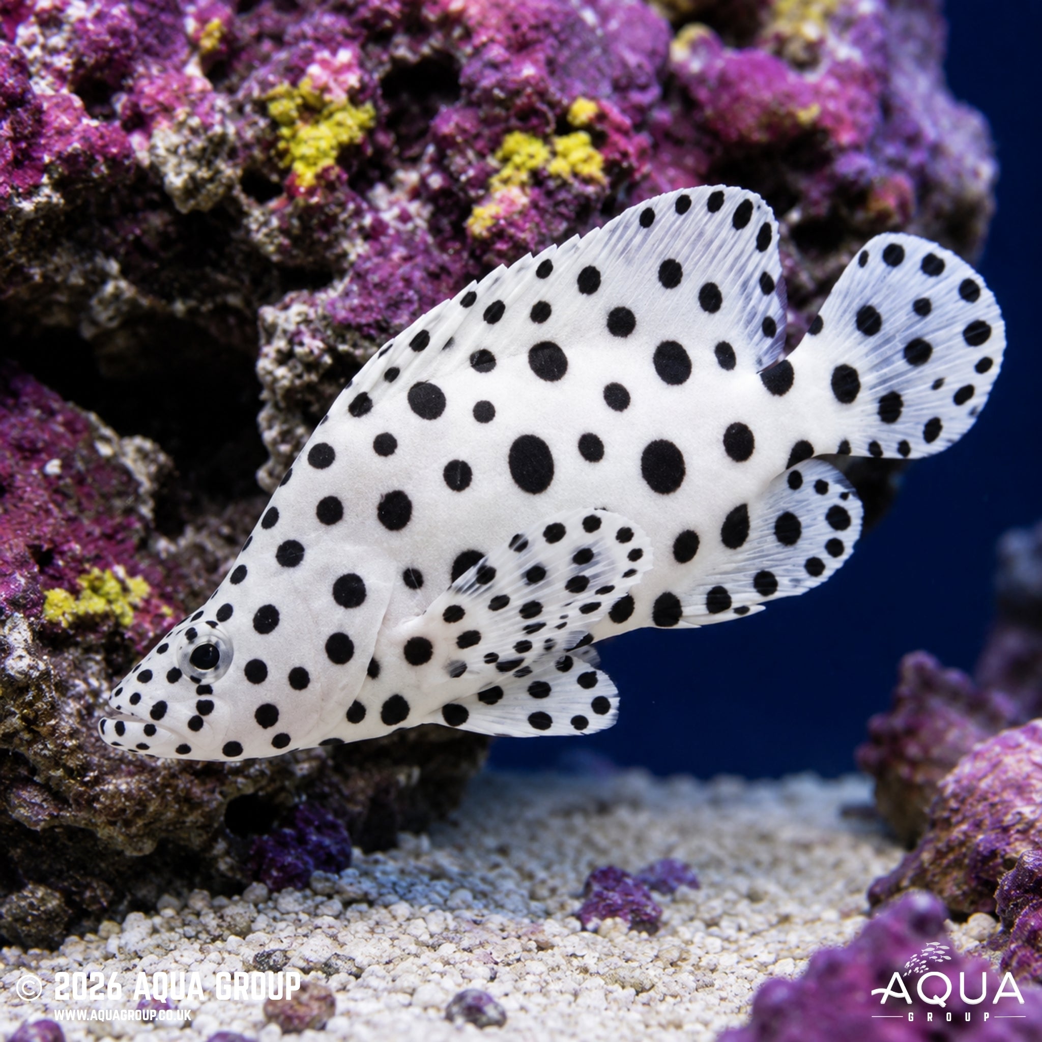 Panther Grouper - Chromileptes altivelis