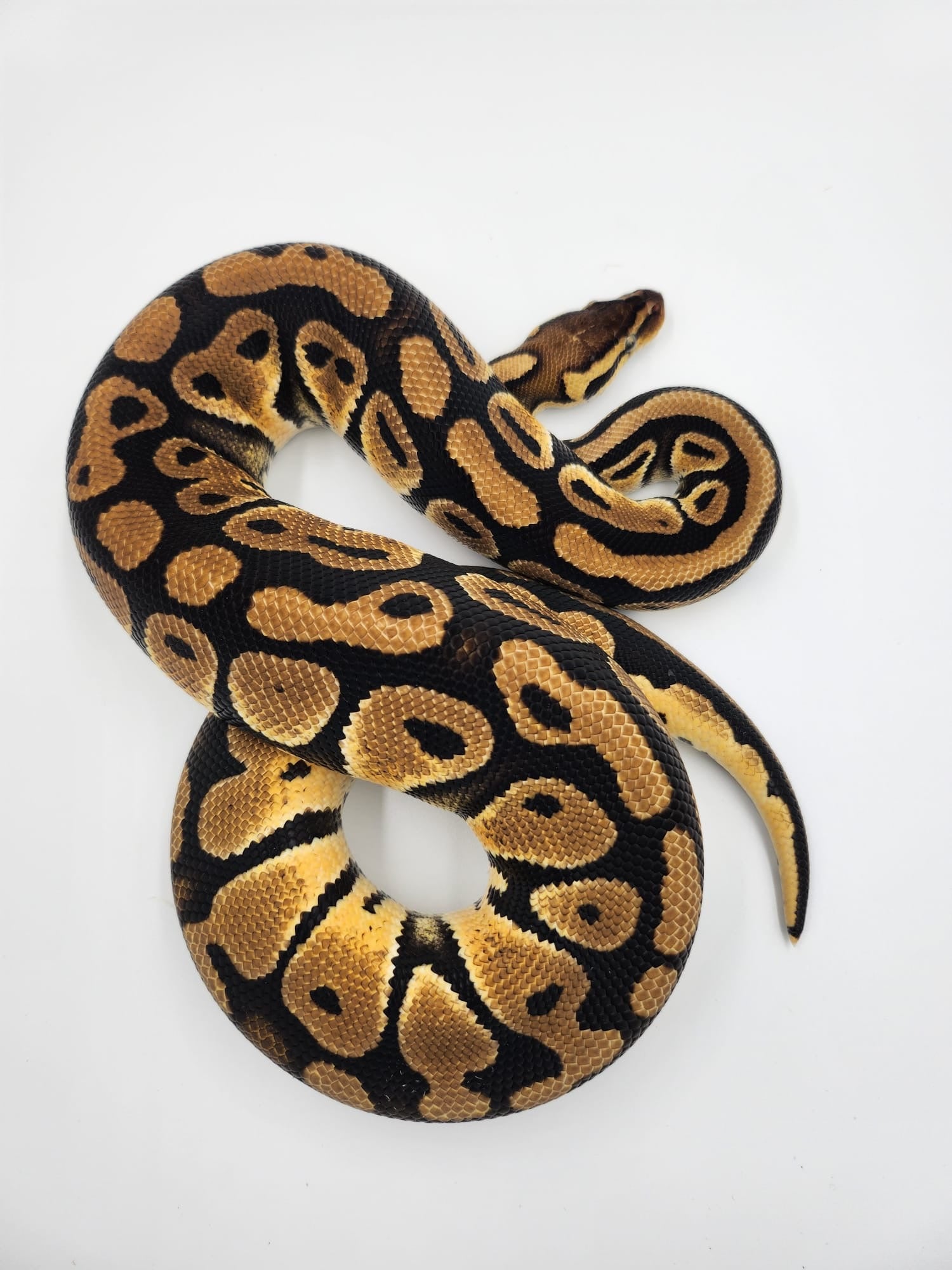 Pastel 66% het Clown Royal Python 2023 (Male)