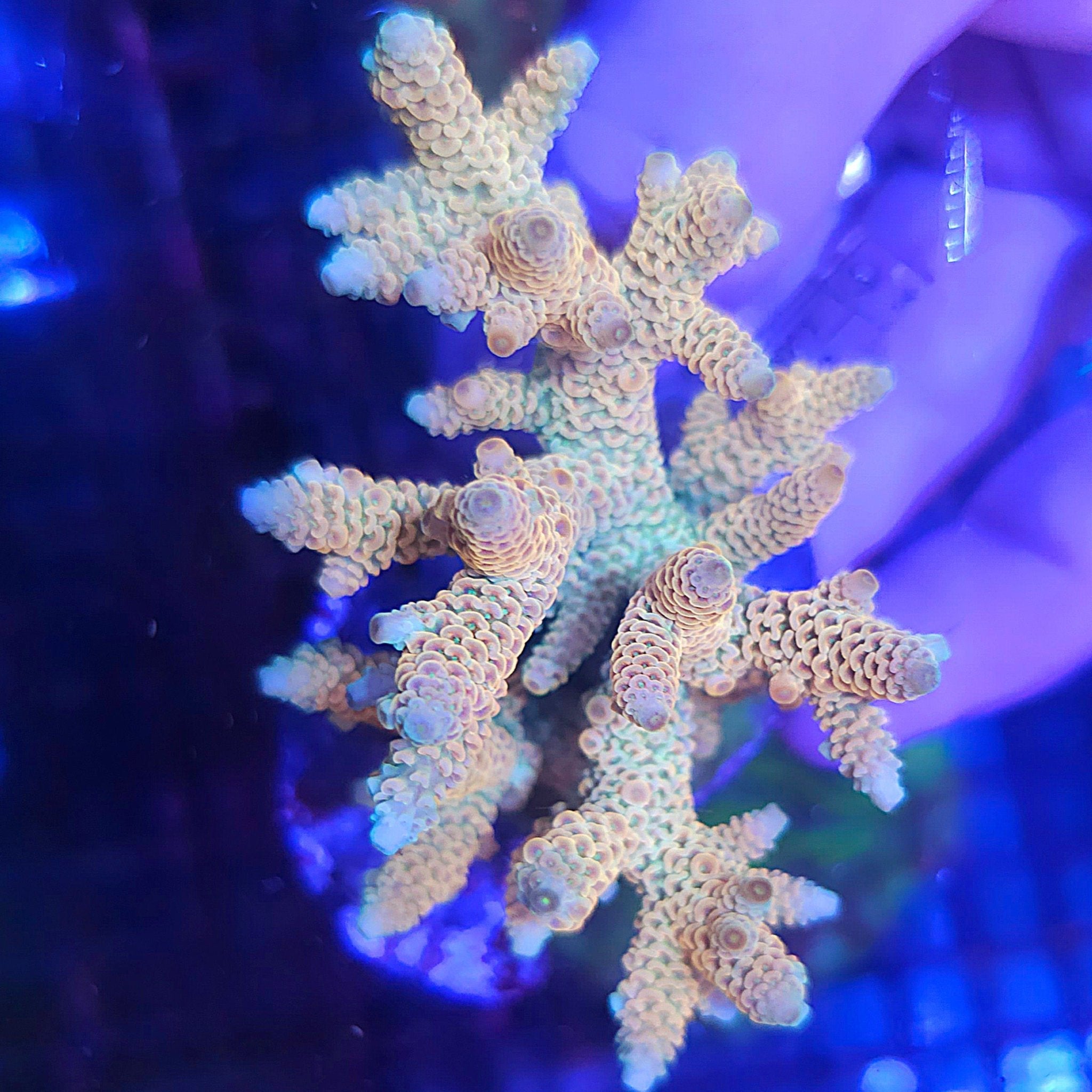 Pastel Rainbow Millepora Acropora