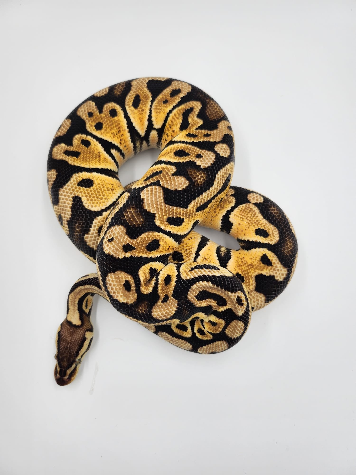 Pastel het Clown Royal Python 2023 (Female)