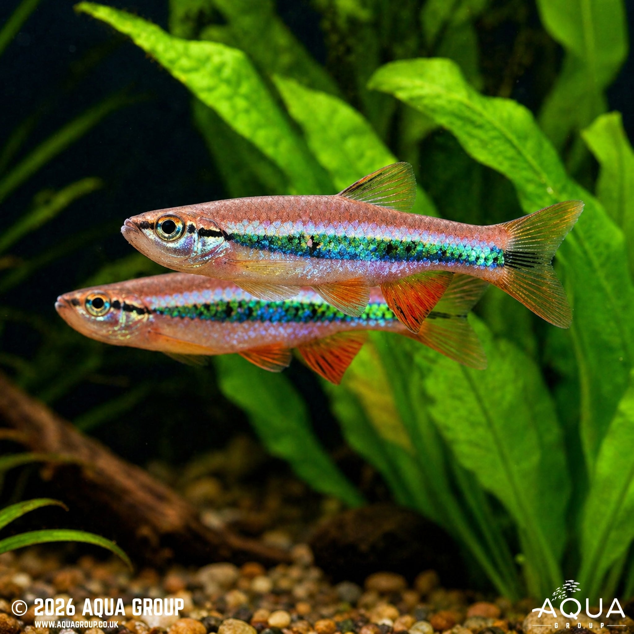 Patrick's Rasbora - Rasbora patrickyapi