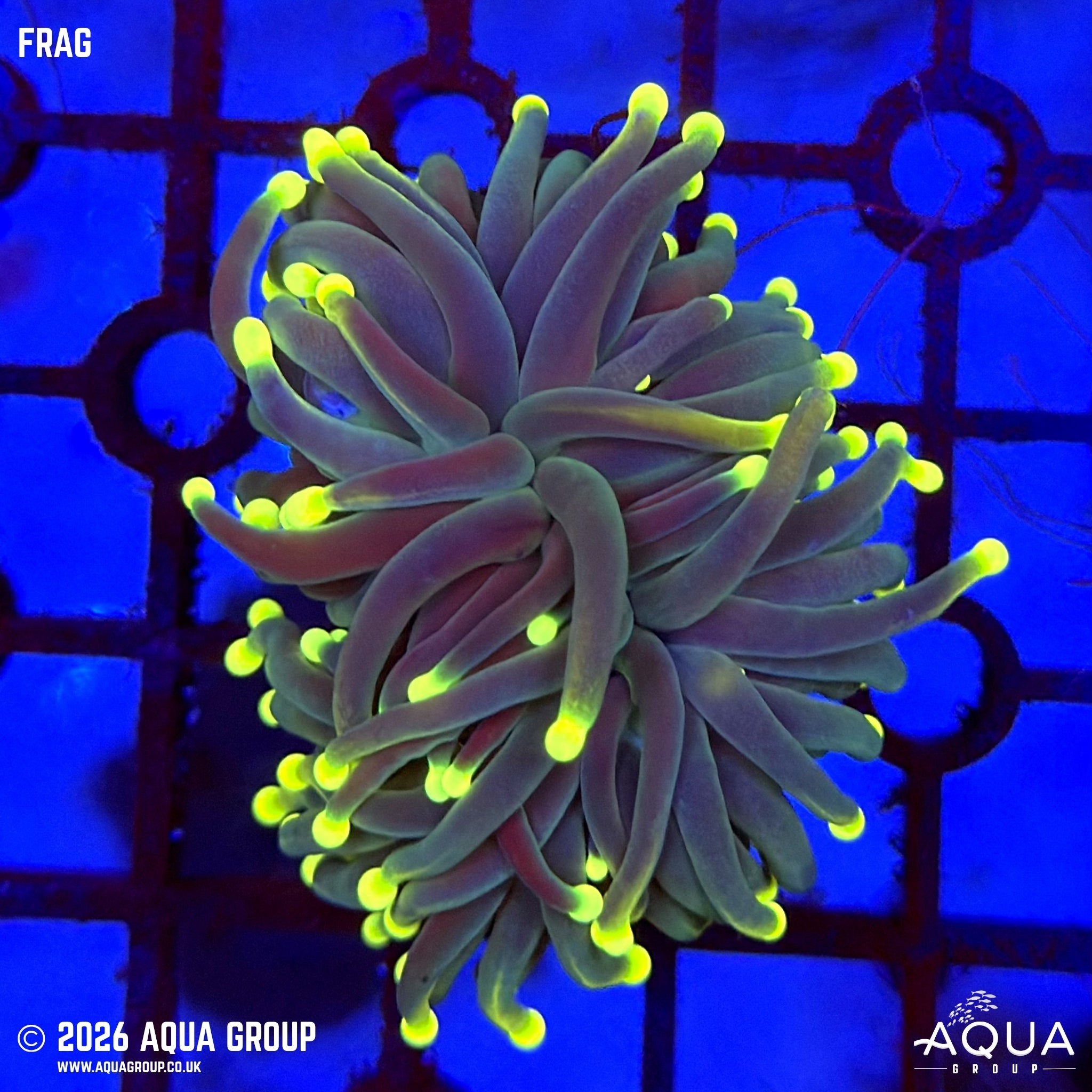 Peach Tip Rasta Torch Coral - Euphyllia glabrescens