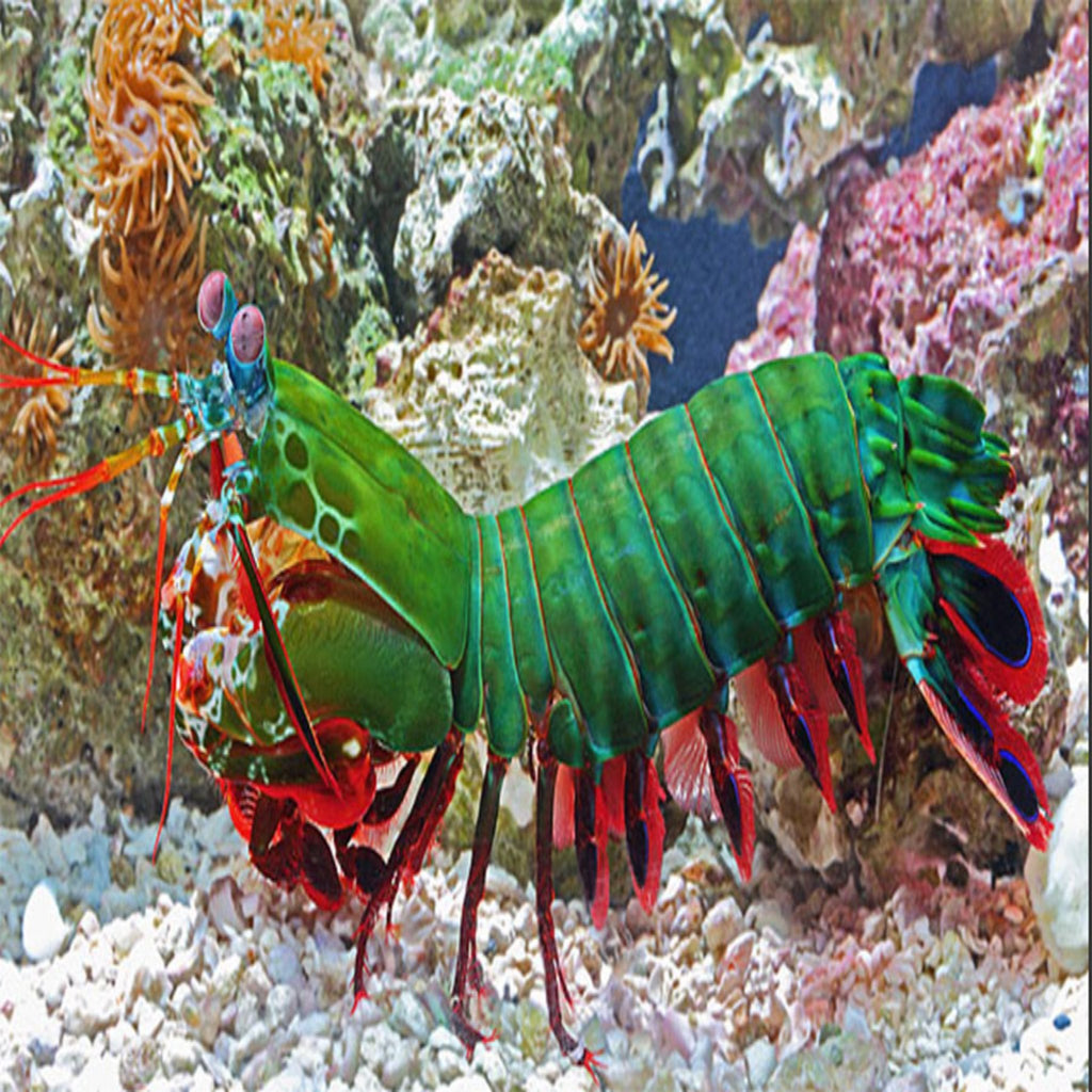 Peacock Mantis Shrimp | Aqua Group