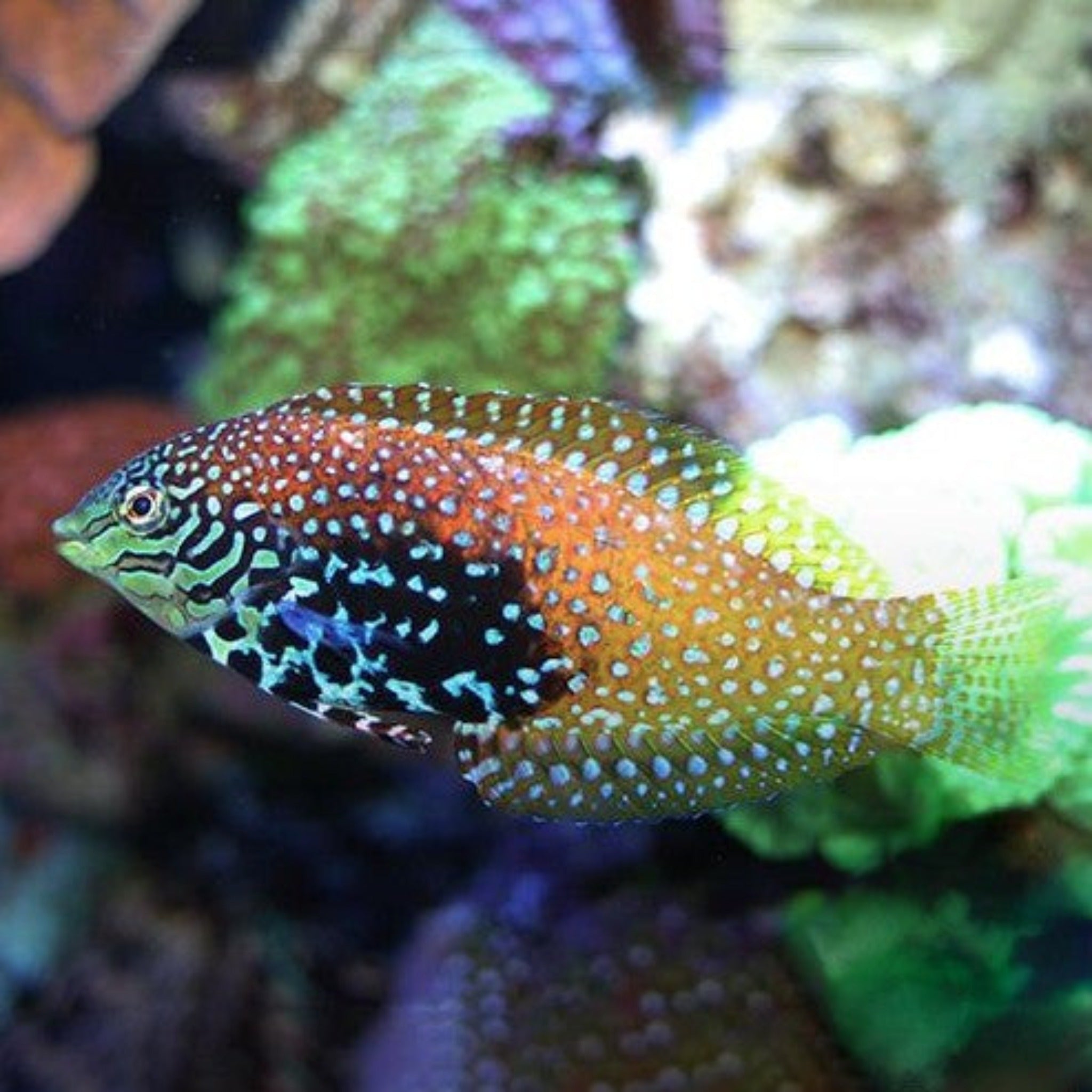 Peacock Wrasse