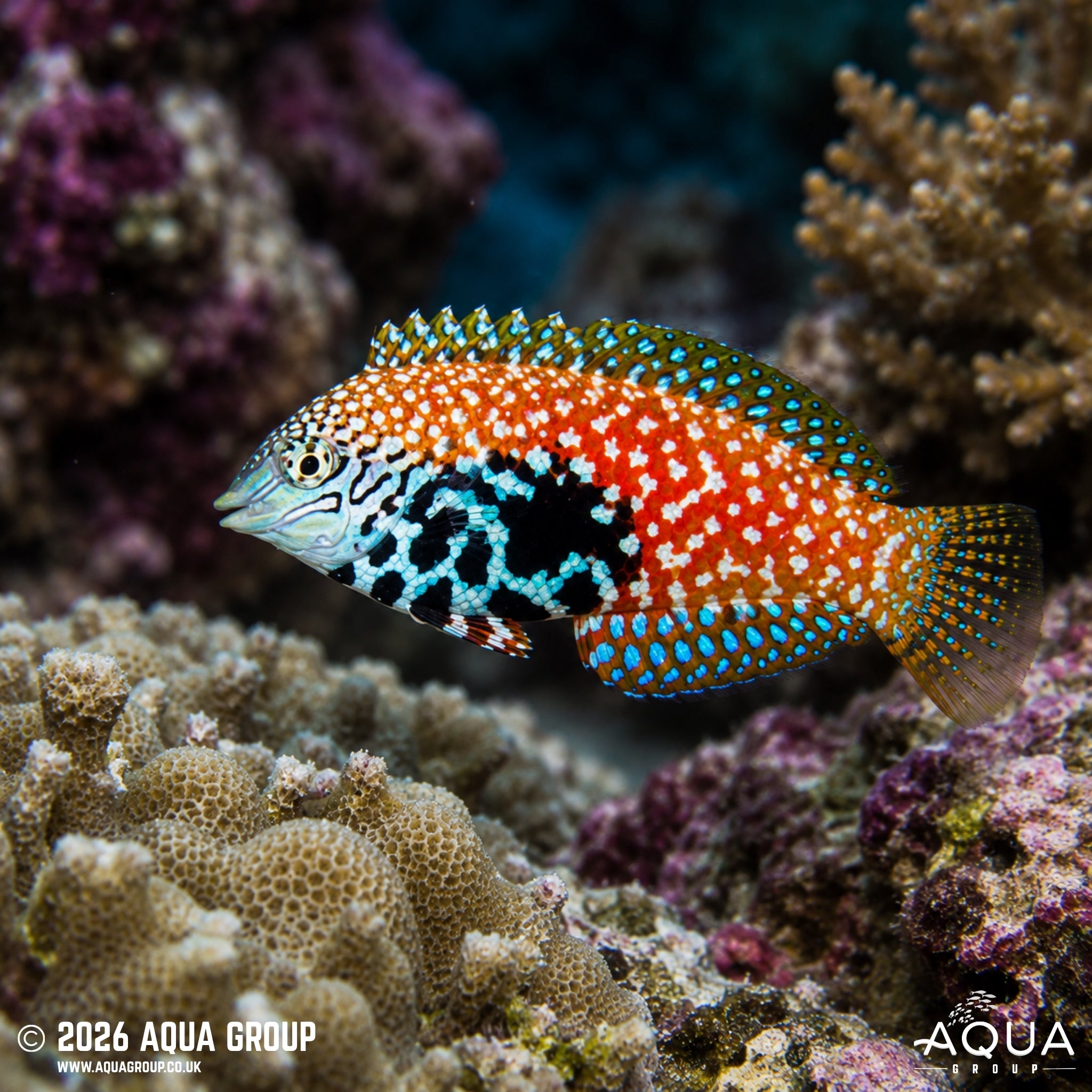 Peacock Wrasse - Macropharyngodon bipartitus