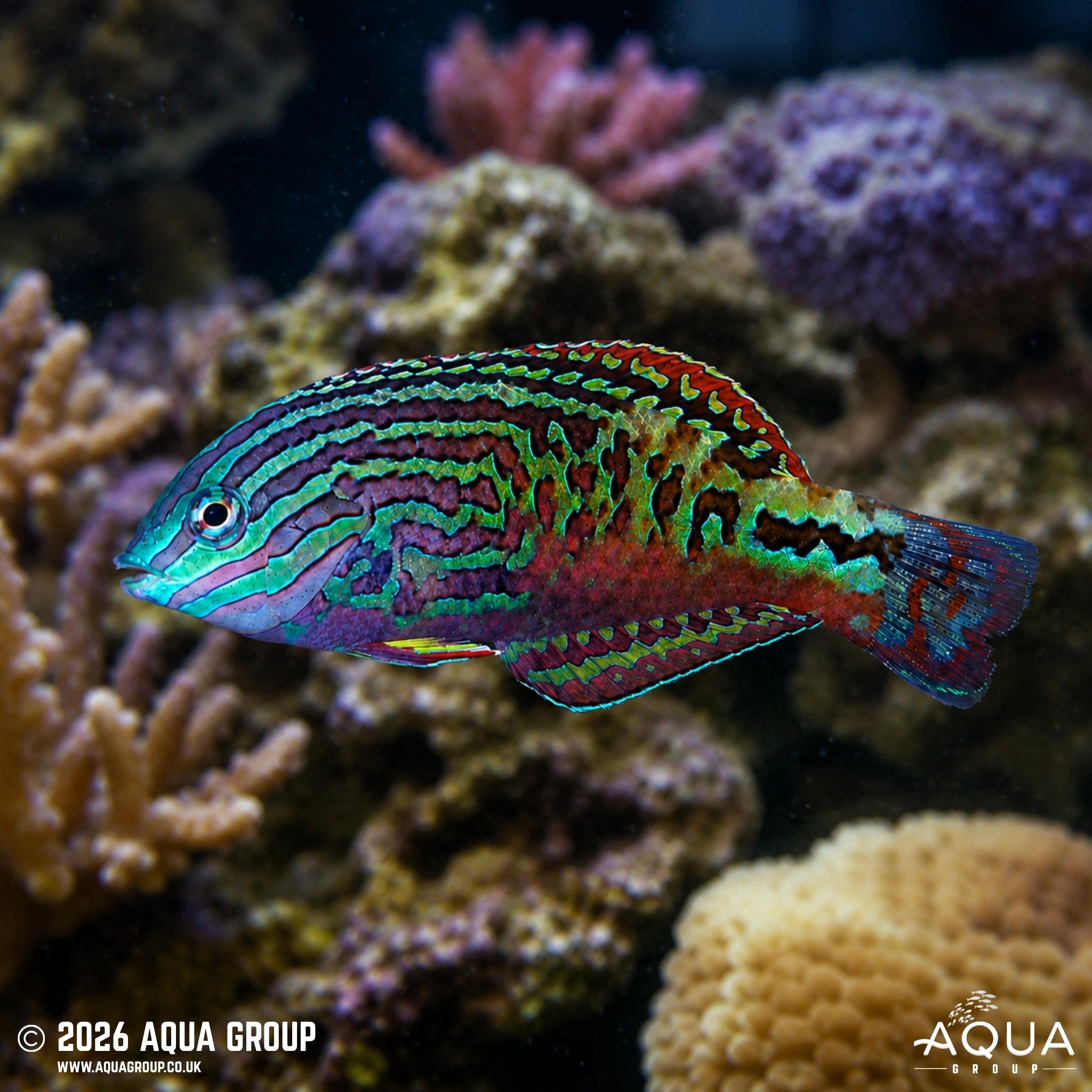 Peacock Wrasse - Macropharyngodon bipartitus