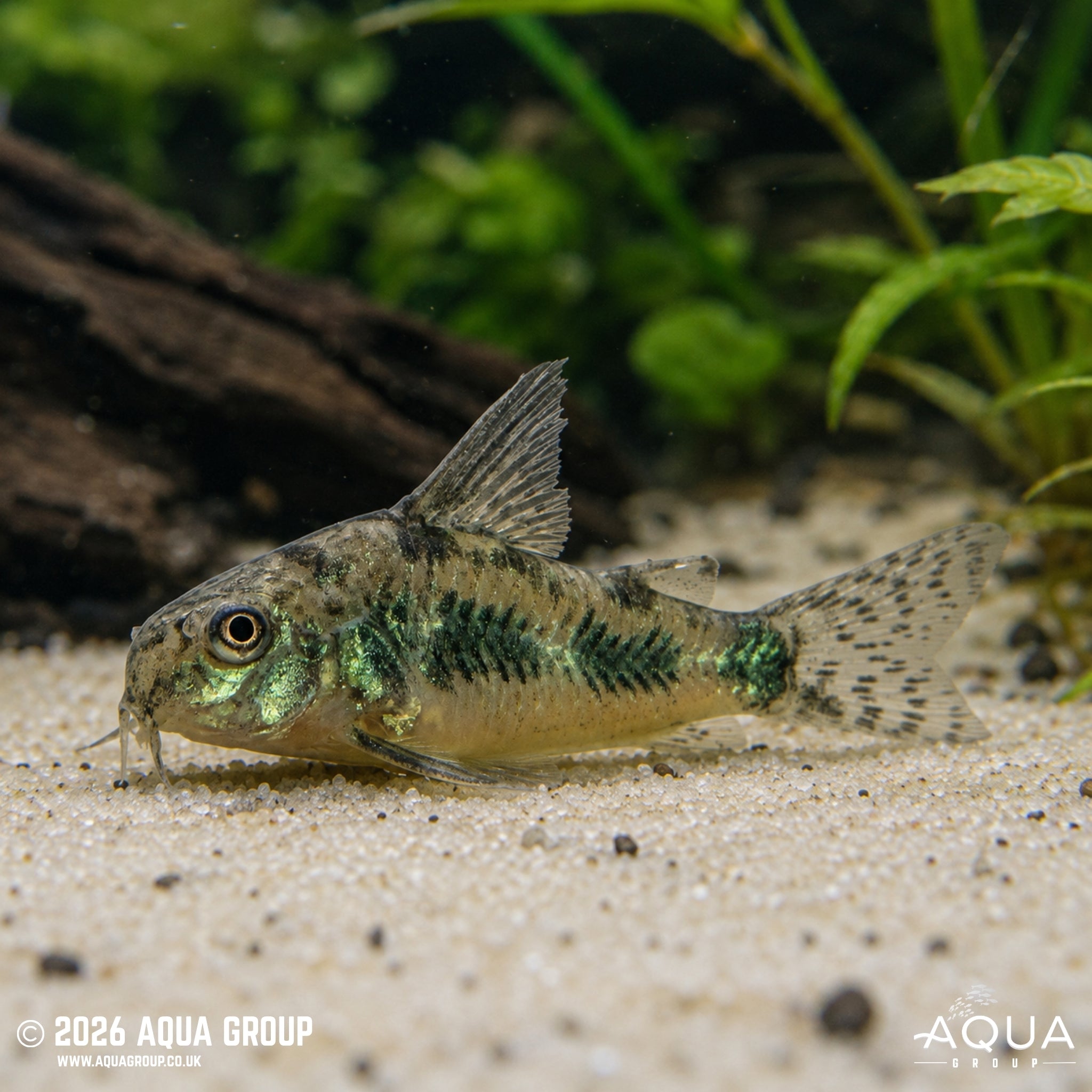 Peppered Cory - Hoplisoma paleatum