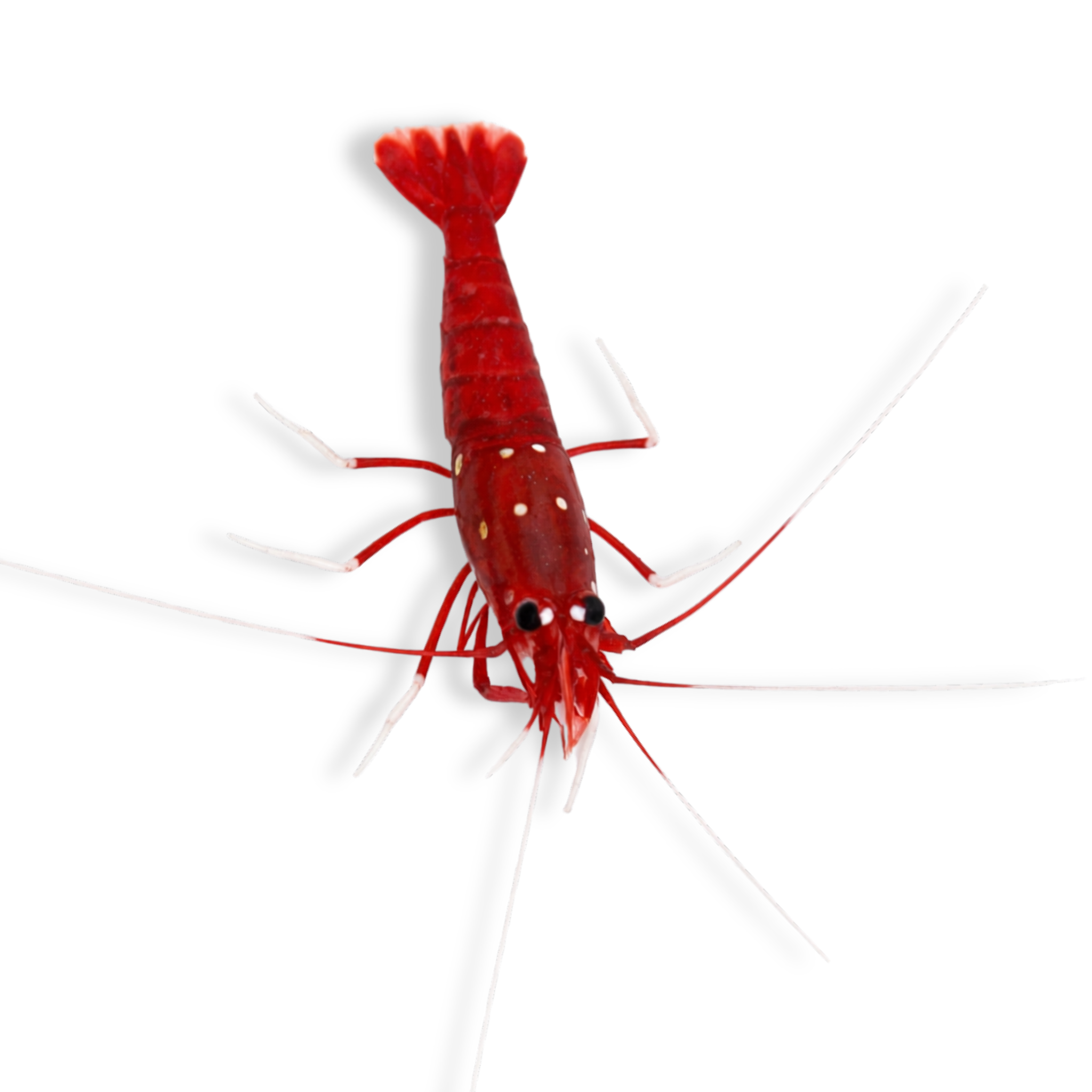 Fire Shrimp - Lysmata debelius - Aqua Group