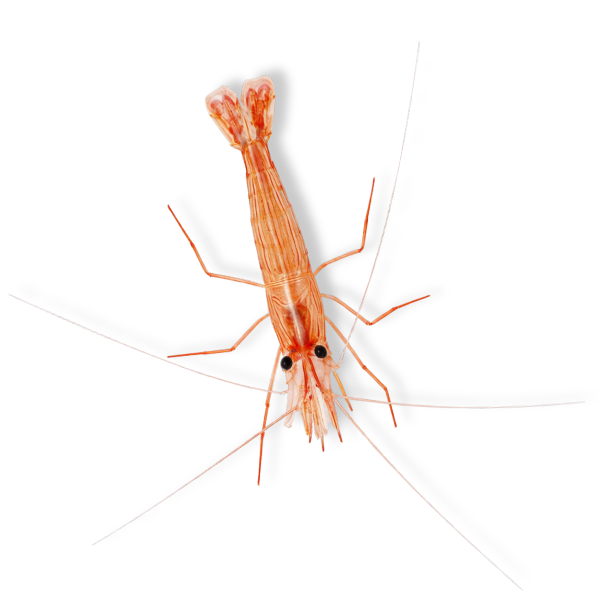 Peppermint Shrimp - Lysmata wurdemanni - Aqua Group