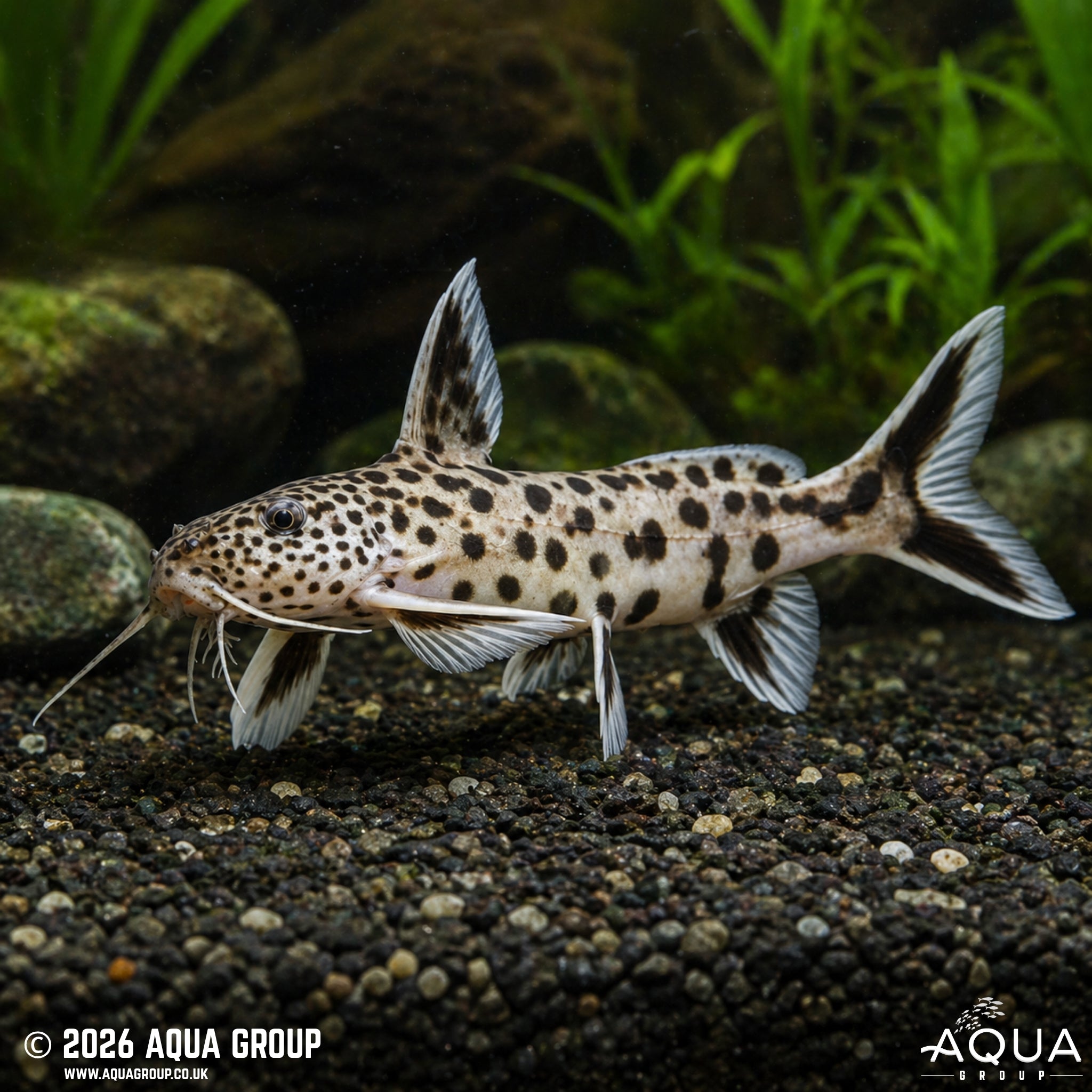 Petricola Catfish - Synodontis petricola