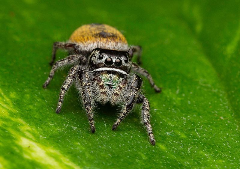 Phidippus Morpheus