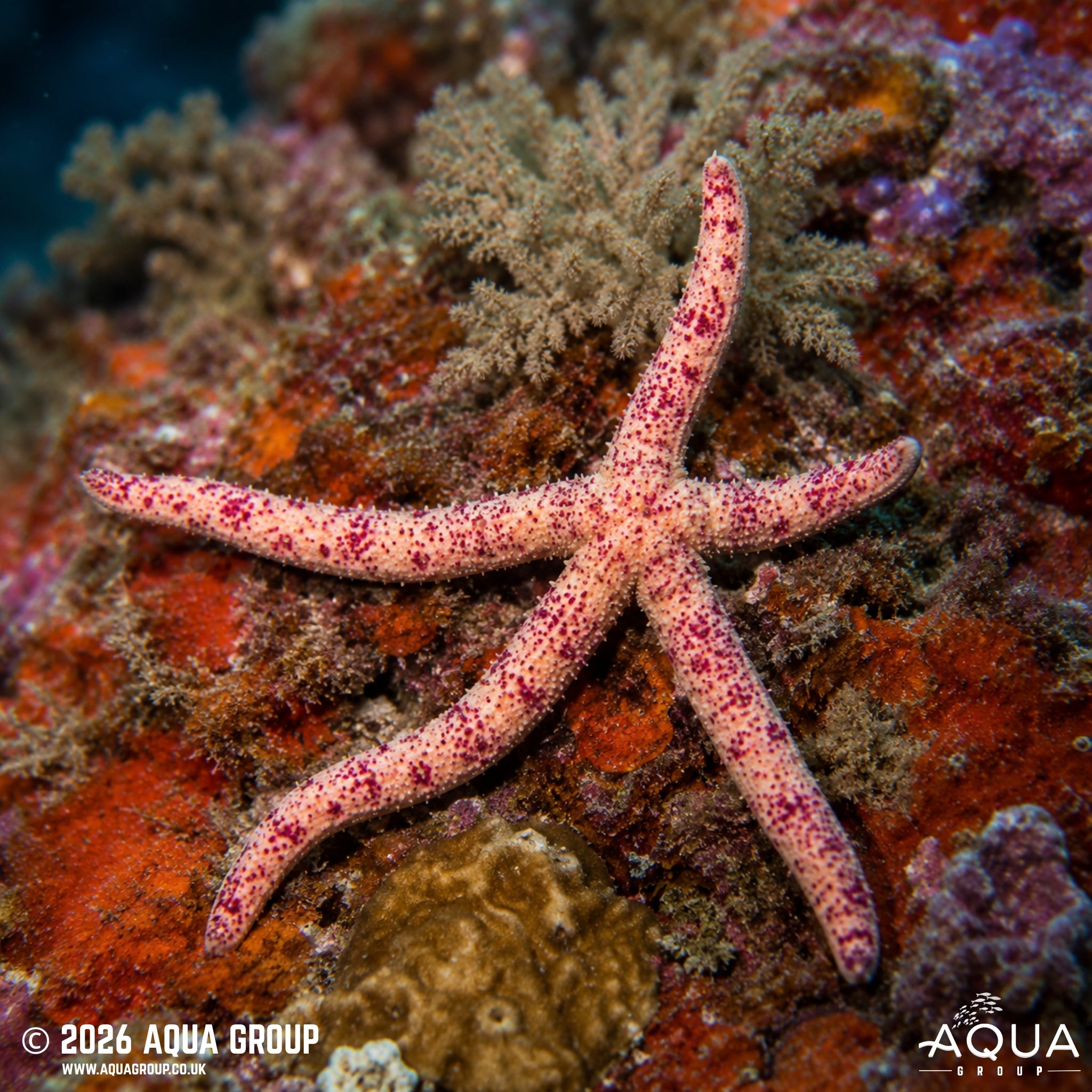 Picasso Starfish - Linckia Multifora