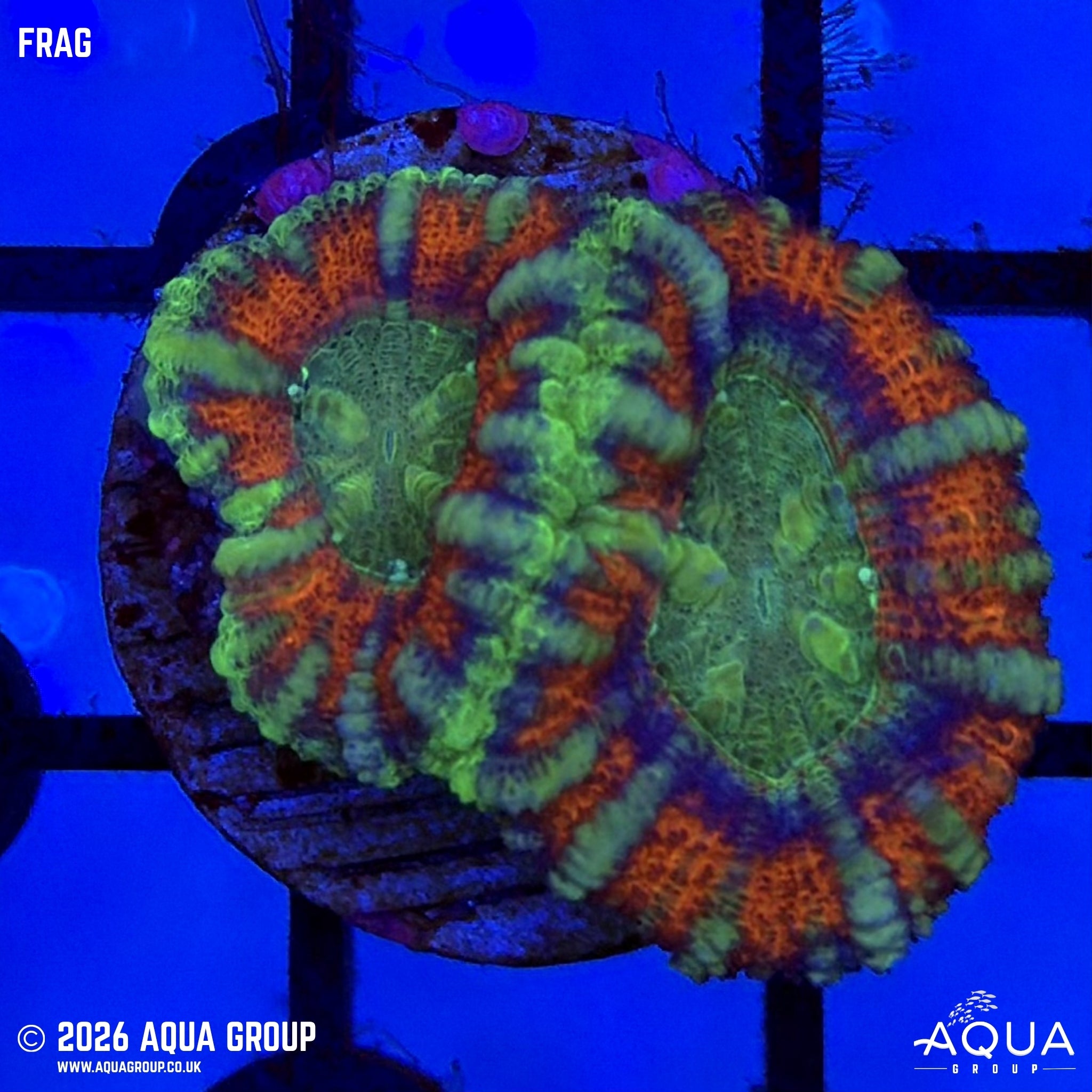 Pin-Stripe Acan - Micromussa lordhowensis