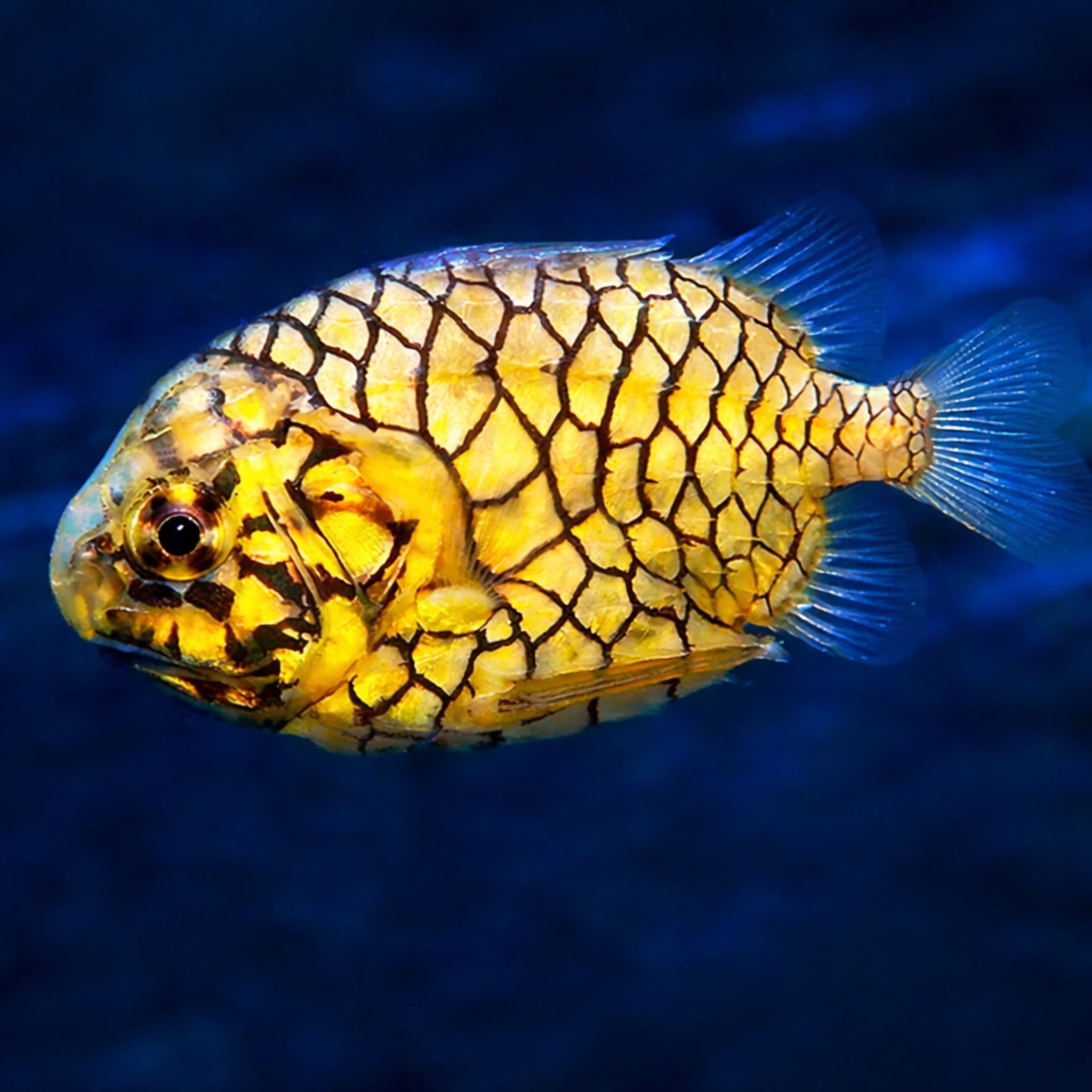 Pine Cone Fish - Monocentris japonica - Aqua Group
