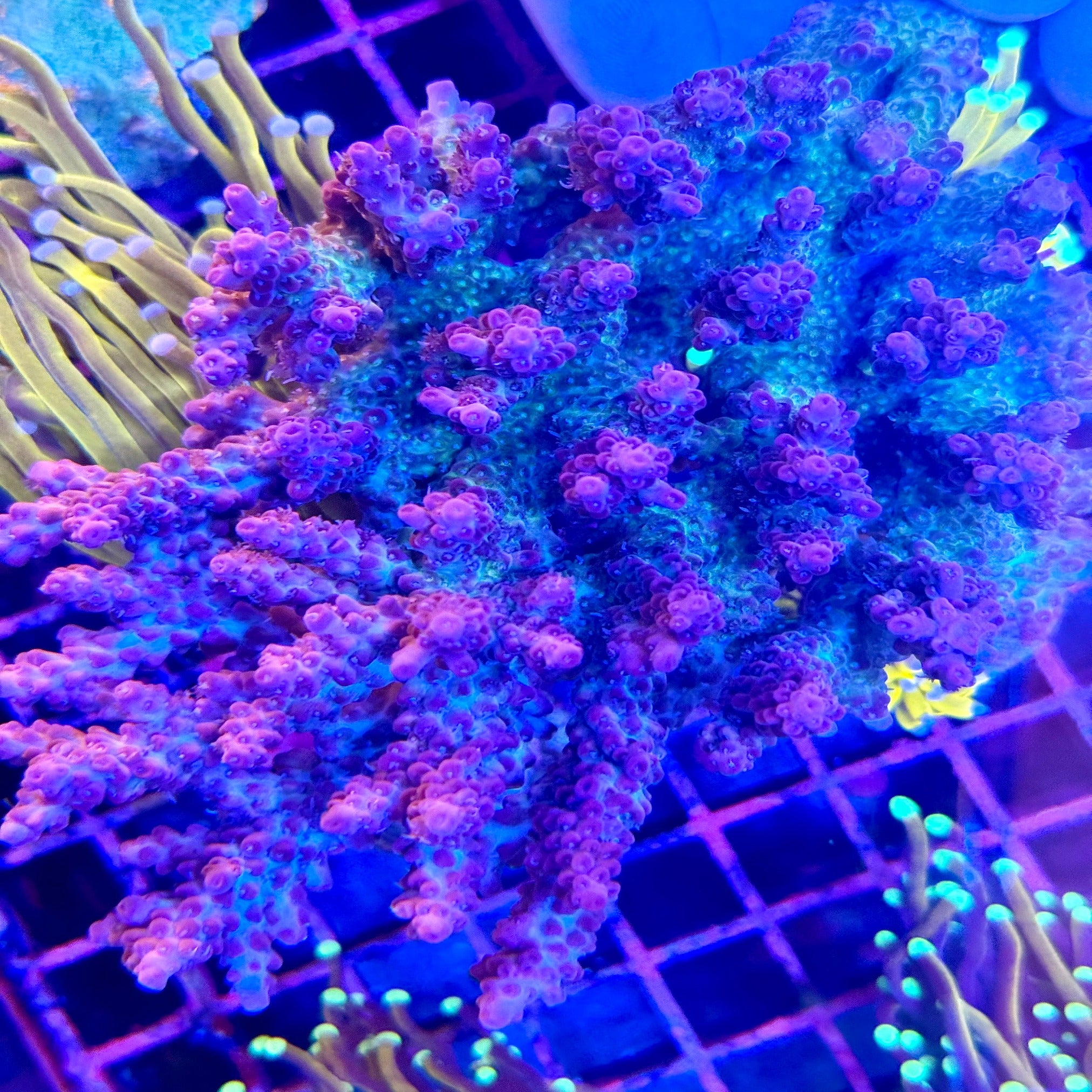 Pink Top Acropora