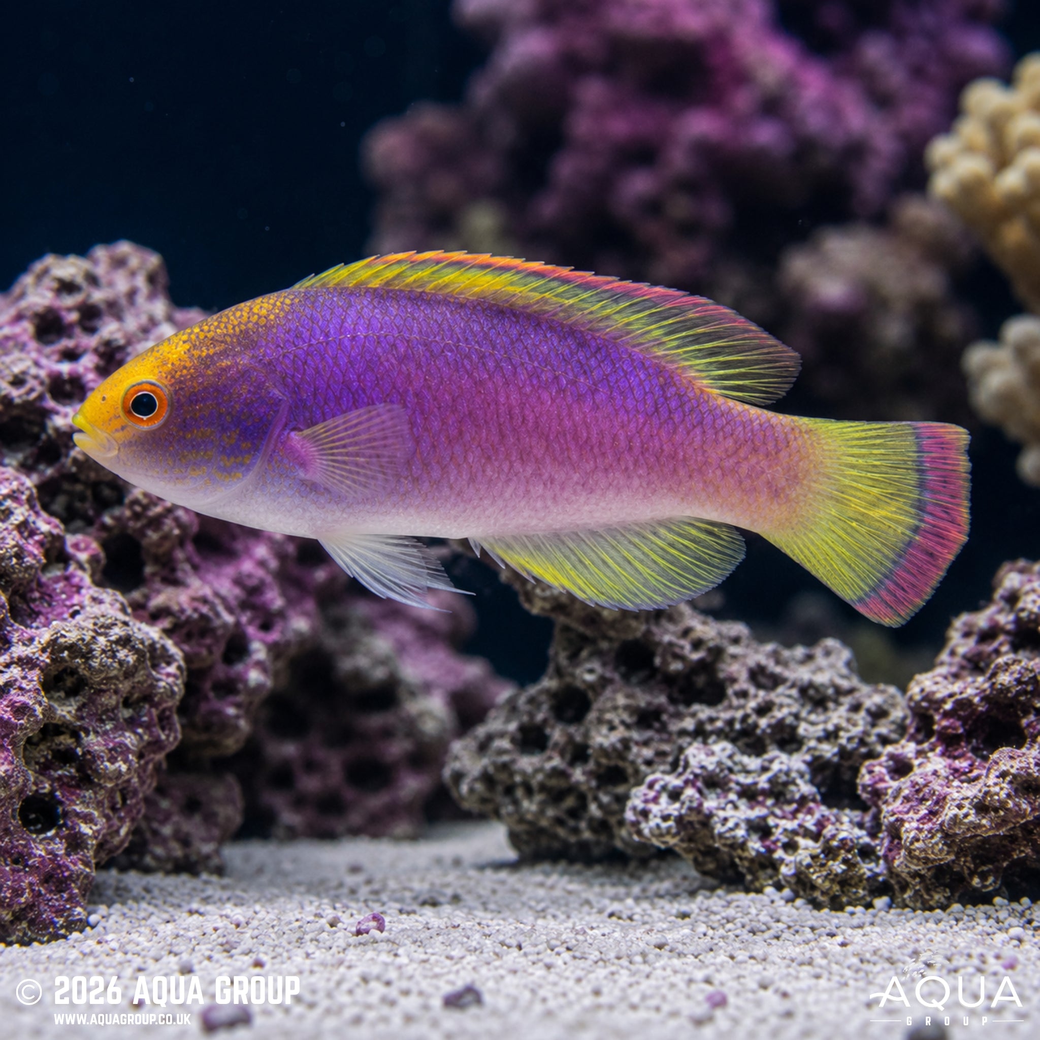 Pink-margined Fairy Wrasse - Cirrhilabrus rubrimarginatus