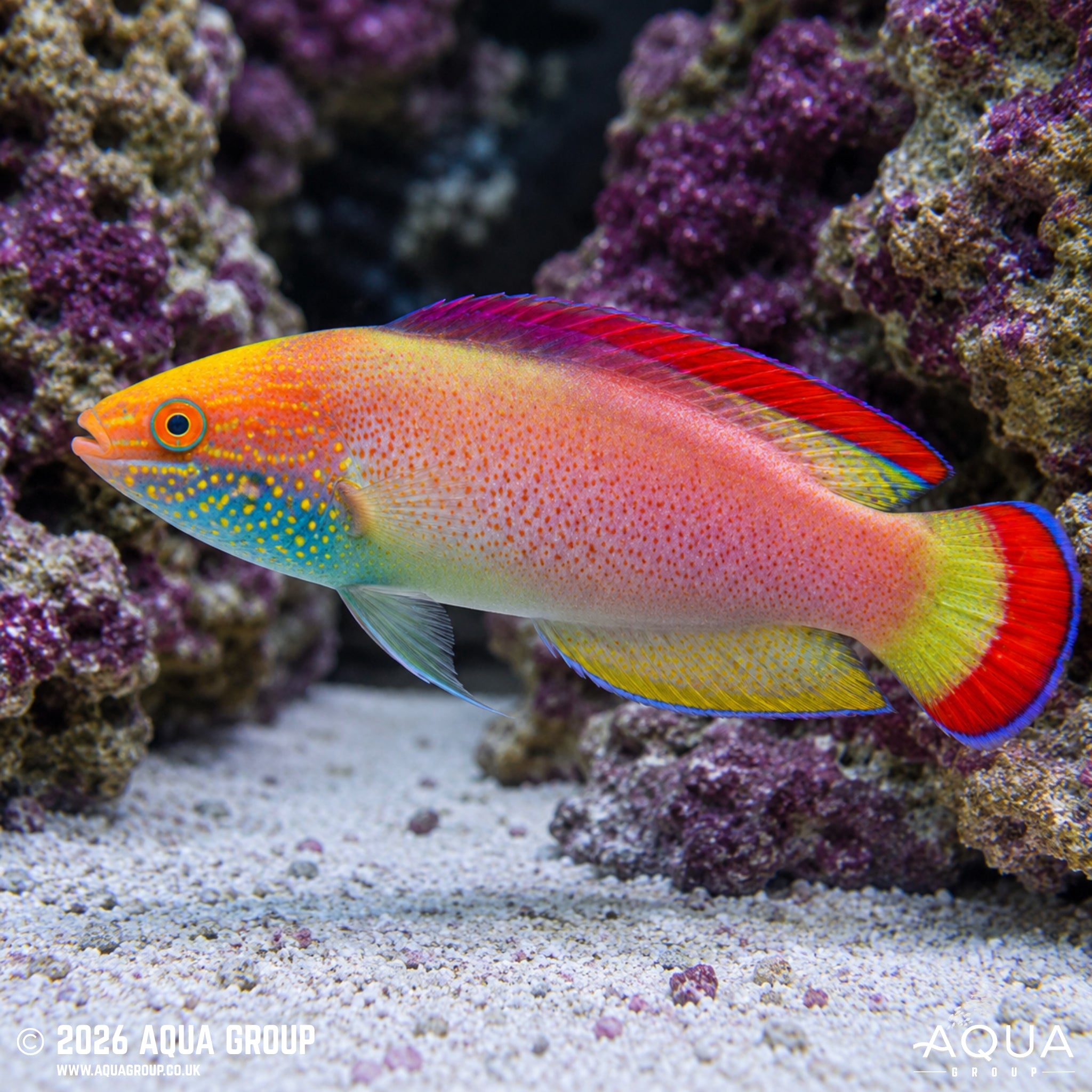 Pink-margined Fairy Wrasse - Cirrhilabrus rubrimarginatus