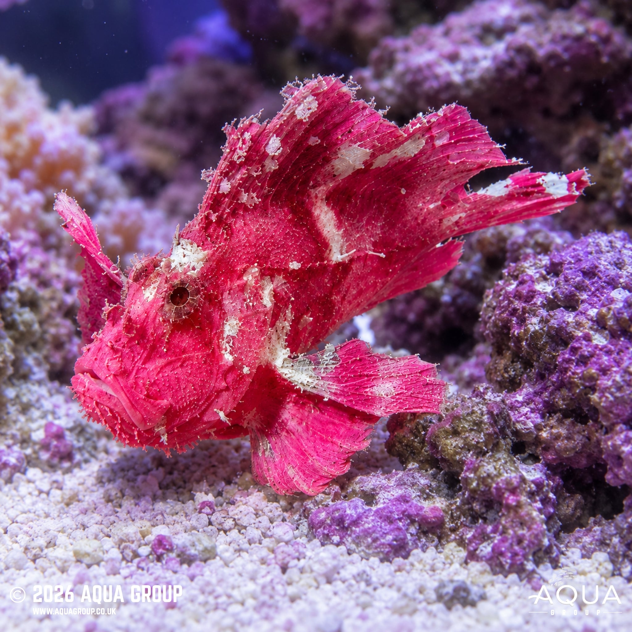 Pink Leaf Scorpionfish - Taenianotus triacanthus
