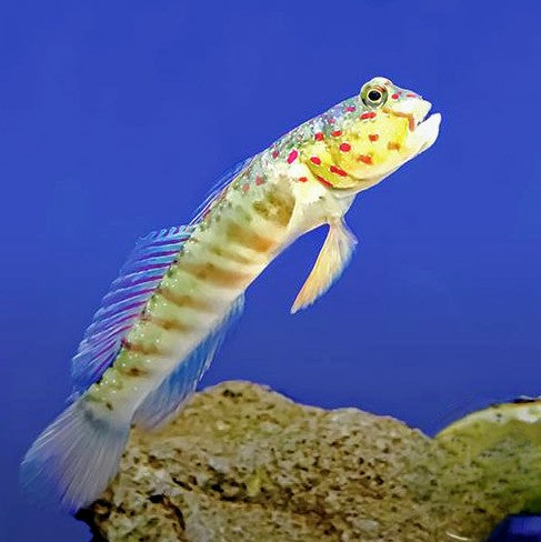 Pink Spot Goby