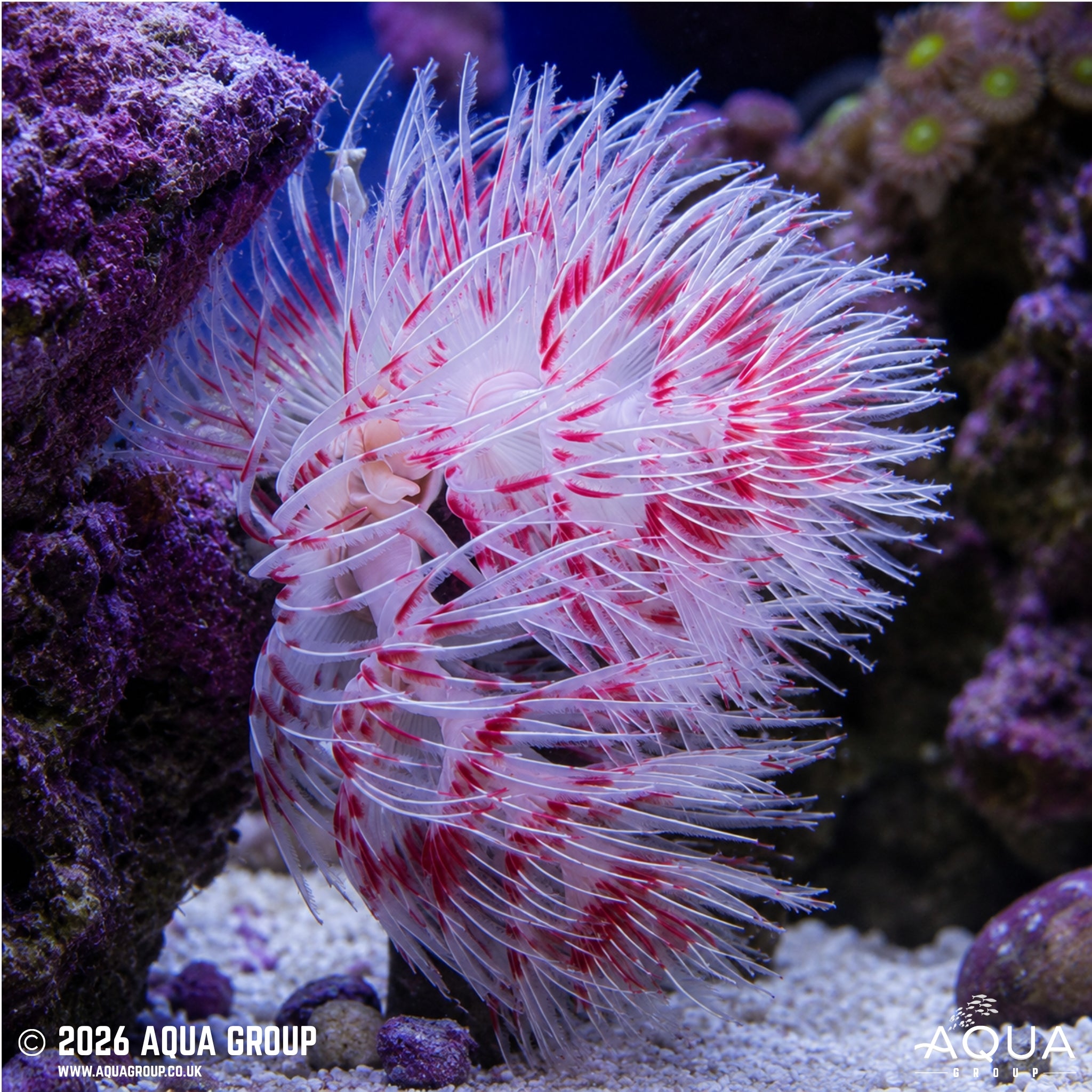 Pink & Red Cocoworm - Protula bisparalis
