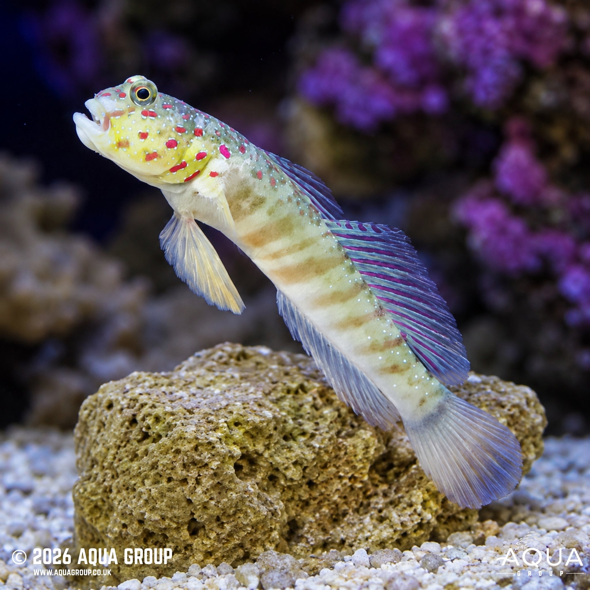 Pink Spot Goby - Cryptocentrus leptocephalus - Aqua Group