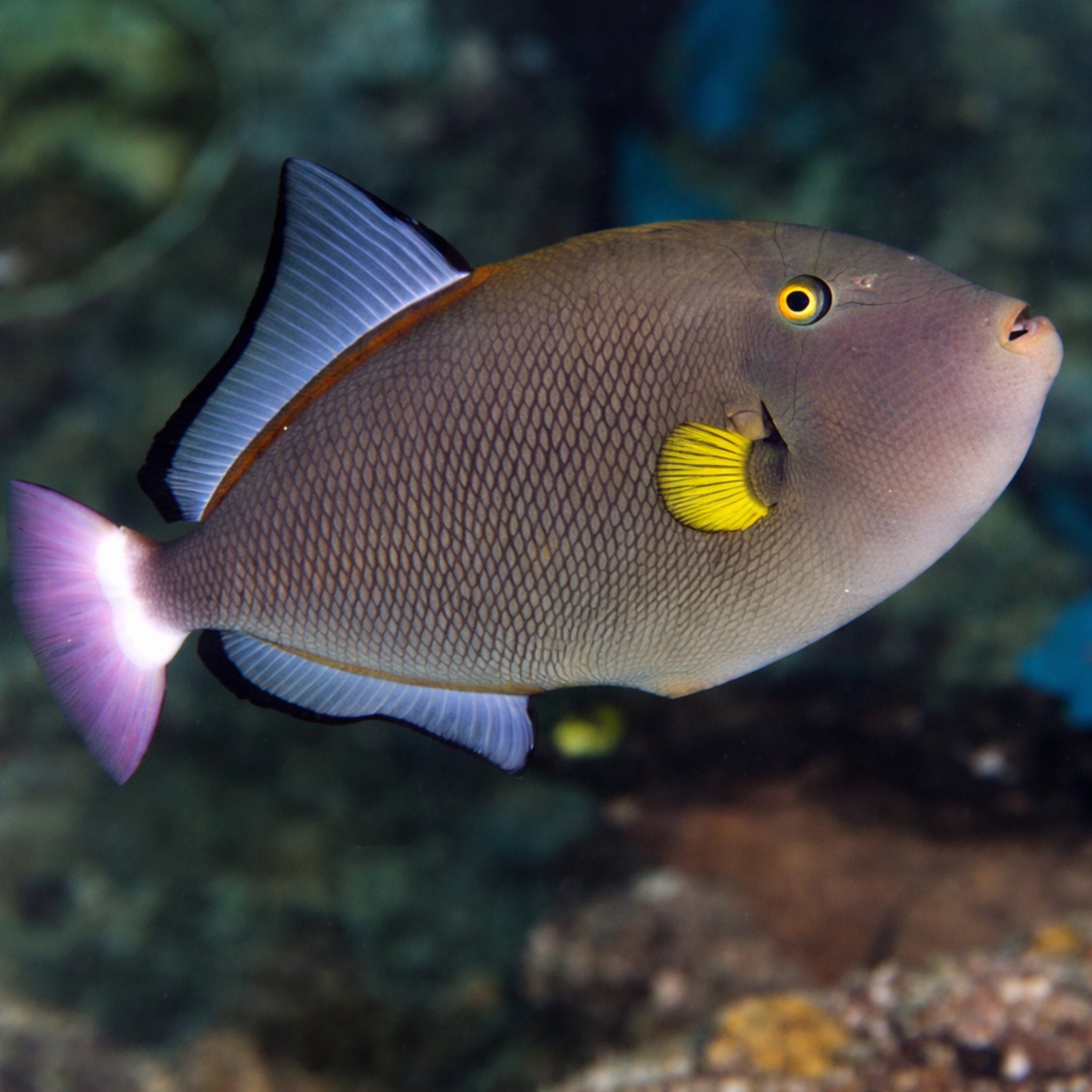 Pinktail Triggerfish - Melichthys vidua
