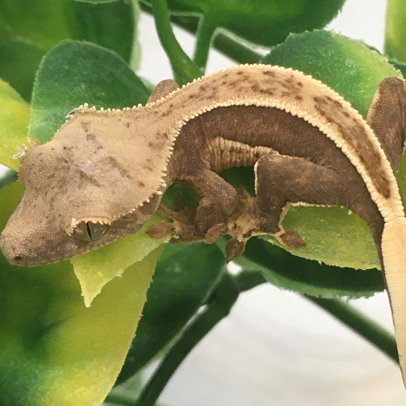 Pinstripe Crested Gecko