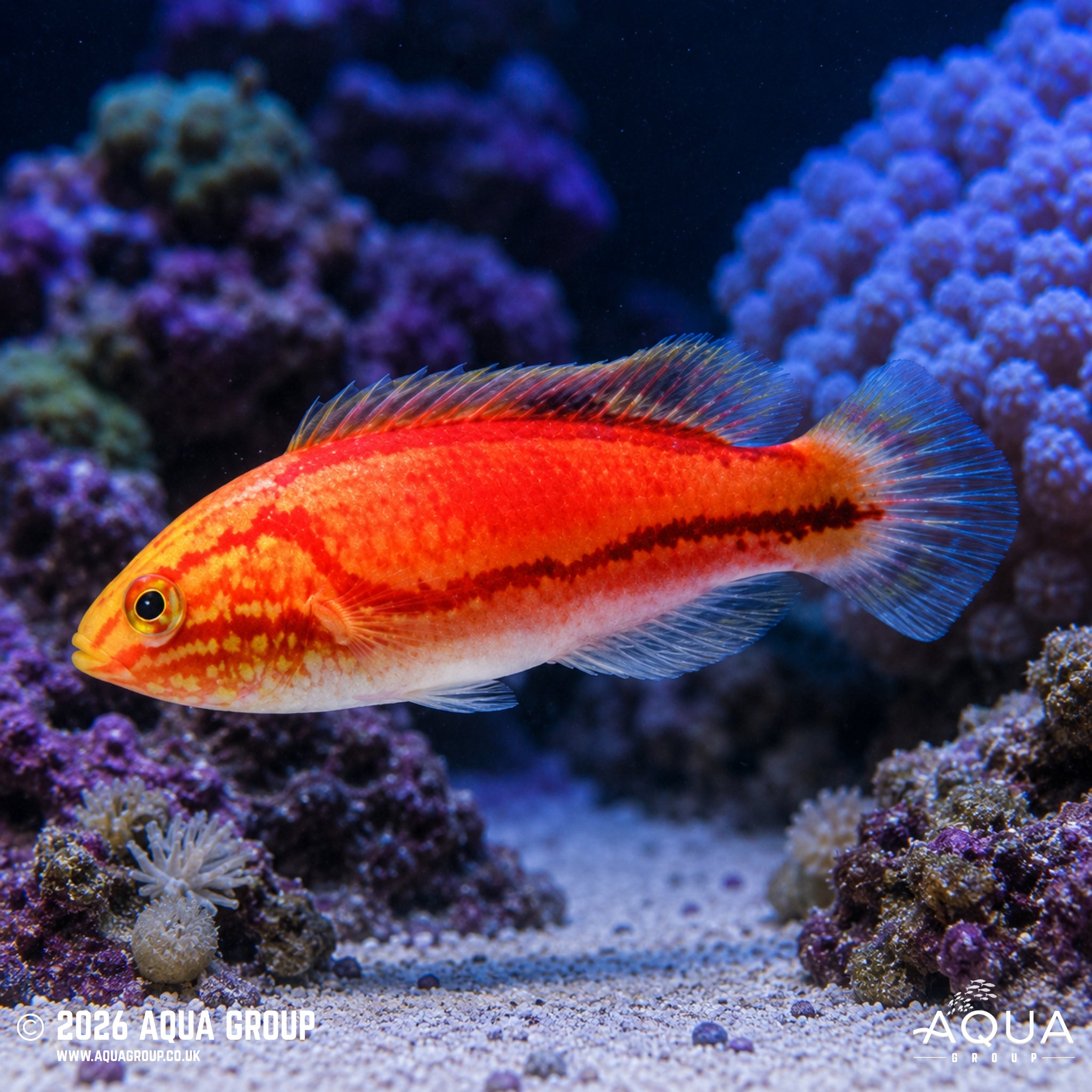 Pintail Fairy Wrasse - Cirrhilabrus isosceles