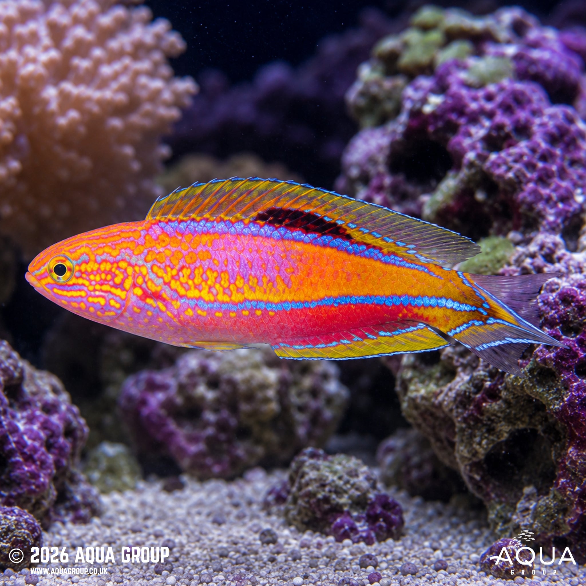 Pintail Fairy Wrasse - Cirrhilabrus isosceles